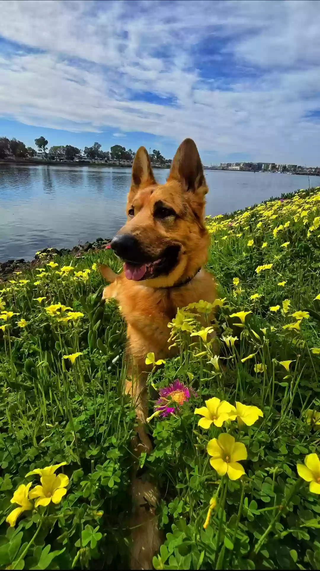 adoptable Dog in Vallejo,CA named Mayday