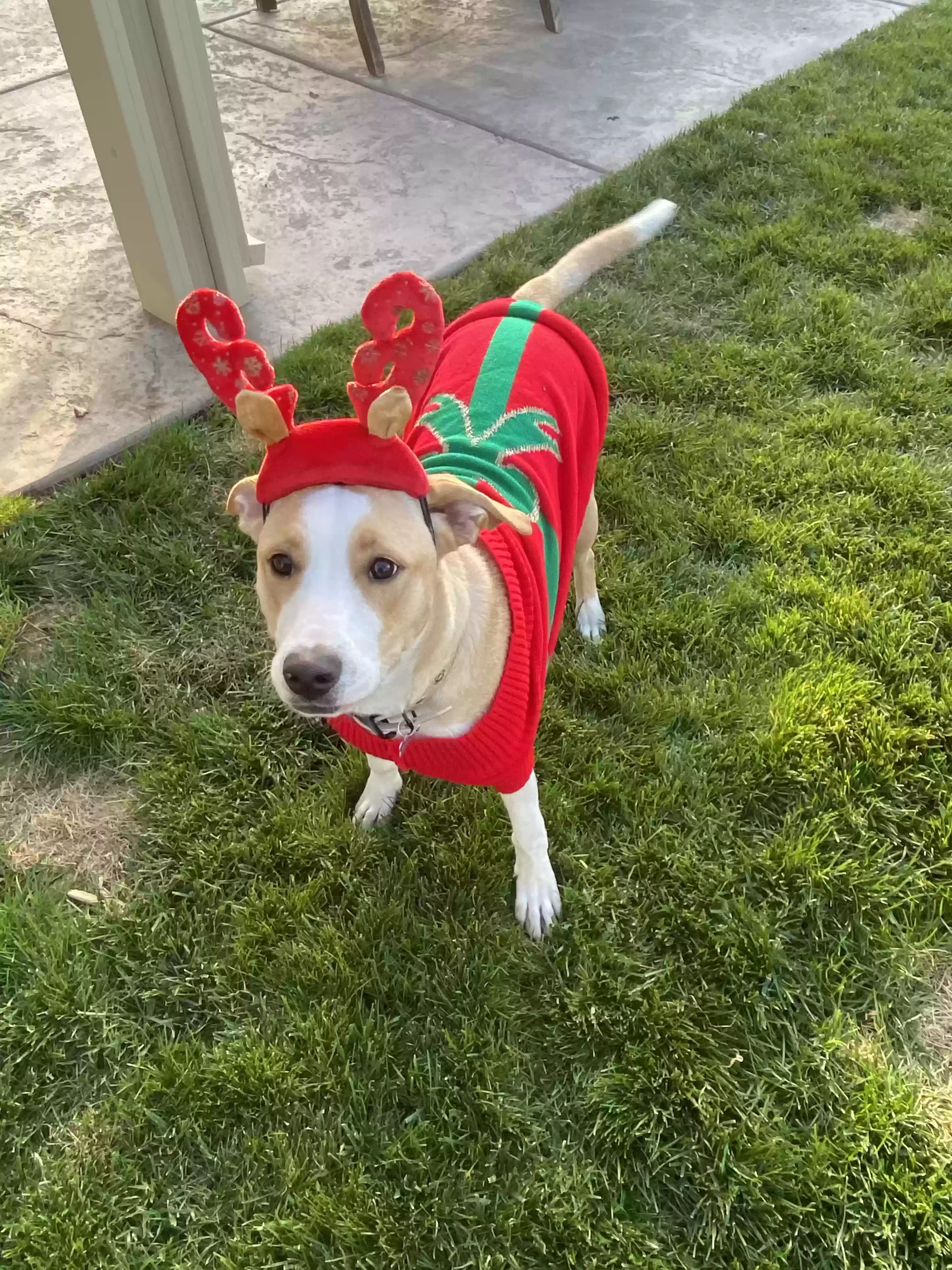 adoptable Dog in Oakley,CA named Calli