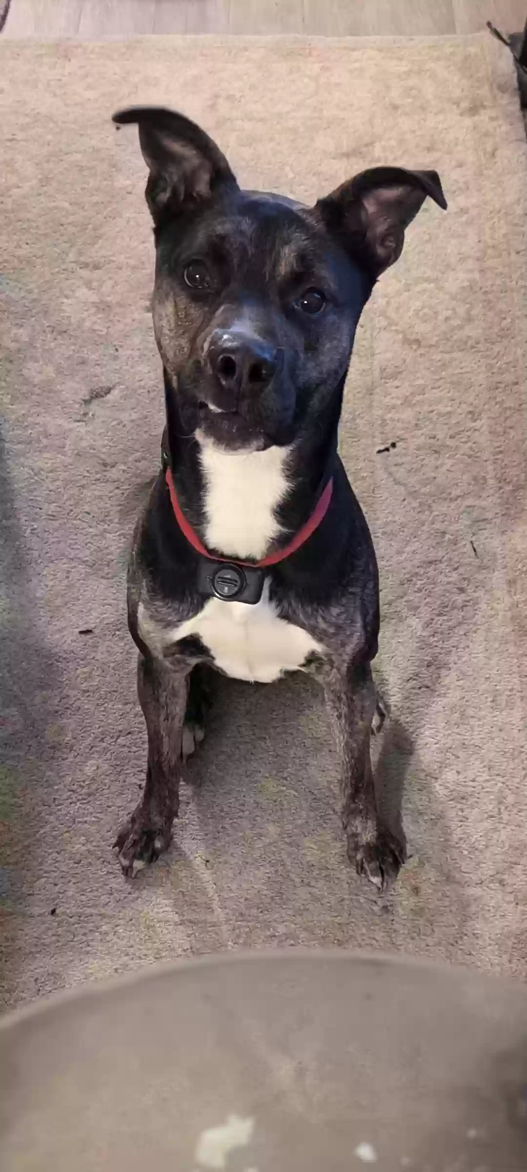 adoptable Dog in Renton,WA named Neji