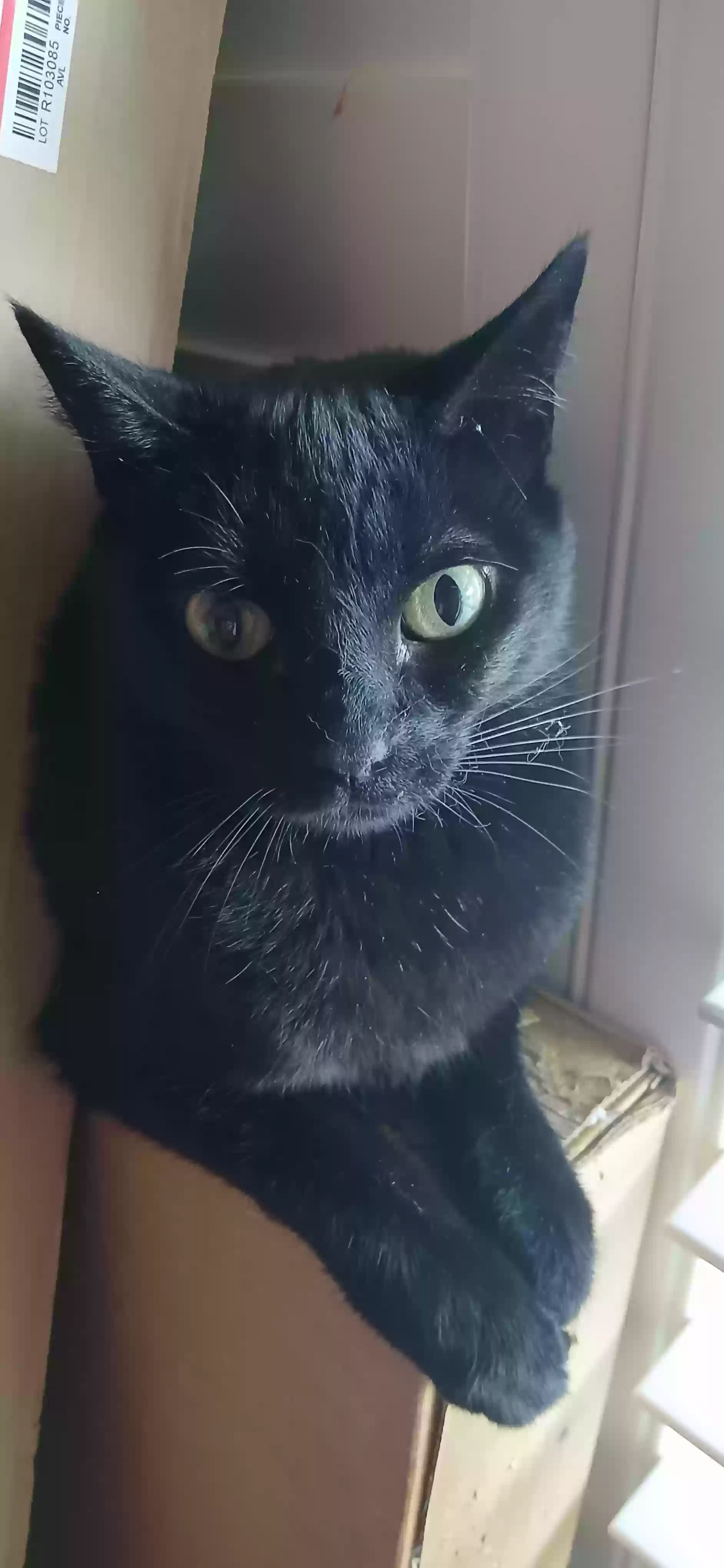 adoptable Cat in Huntington Beach,CA named