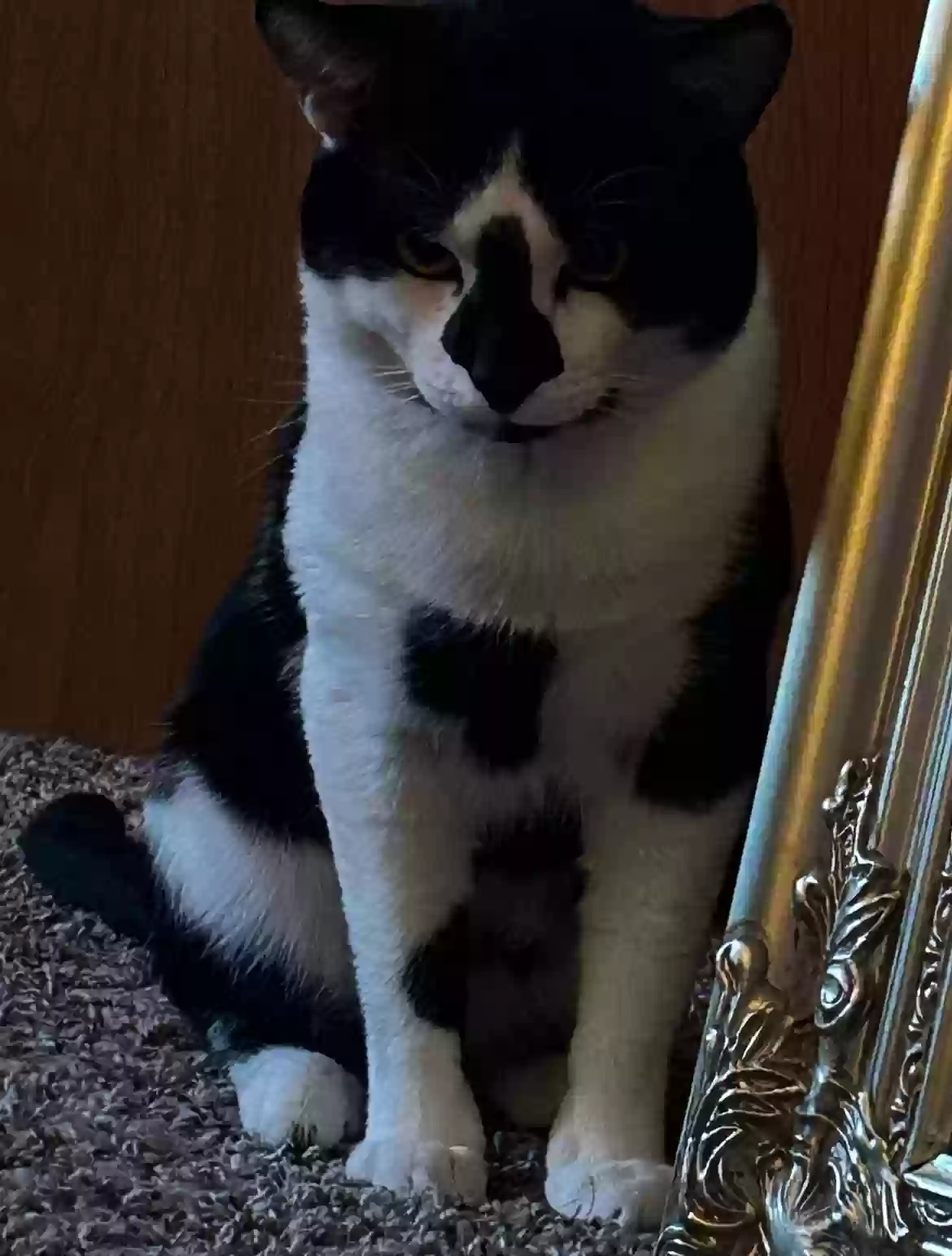 adoptable Cat in Olympia,WA named Aashik