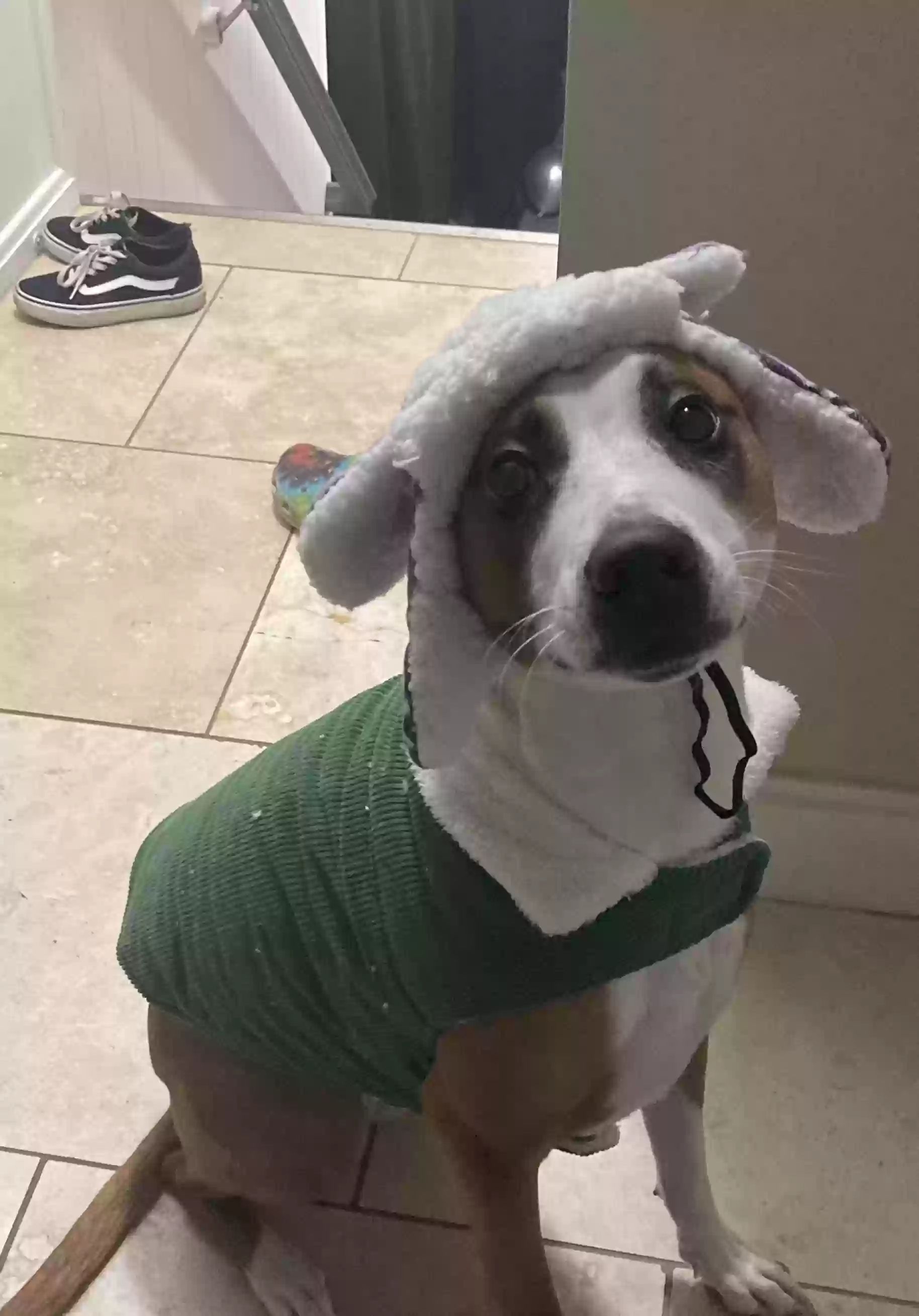 adoptable Dog in Cleveland,OH named Rainbow