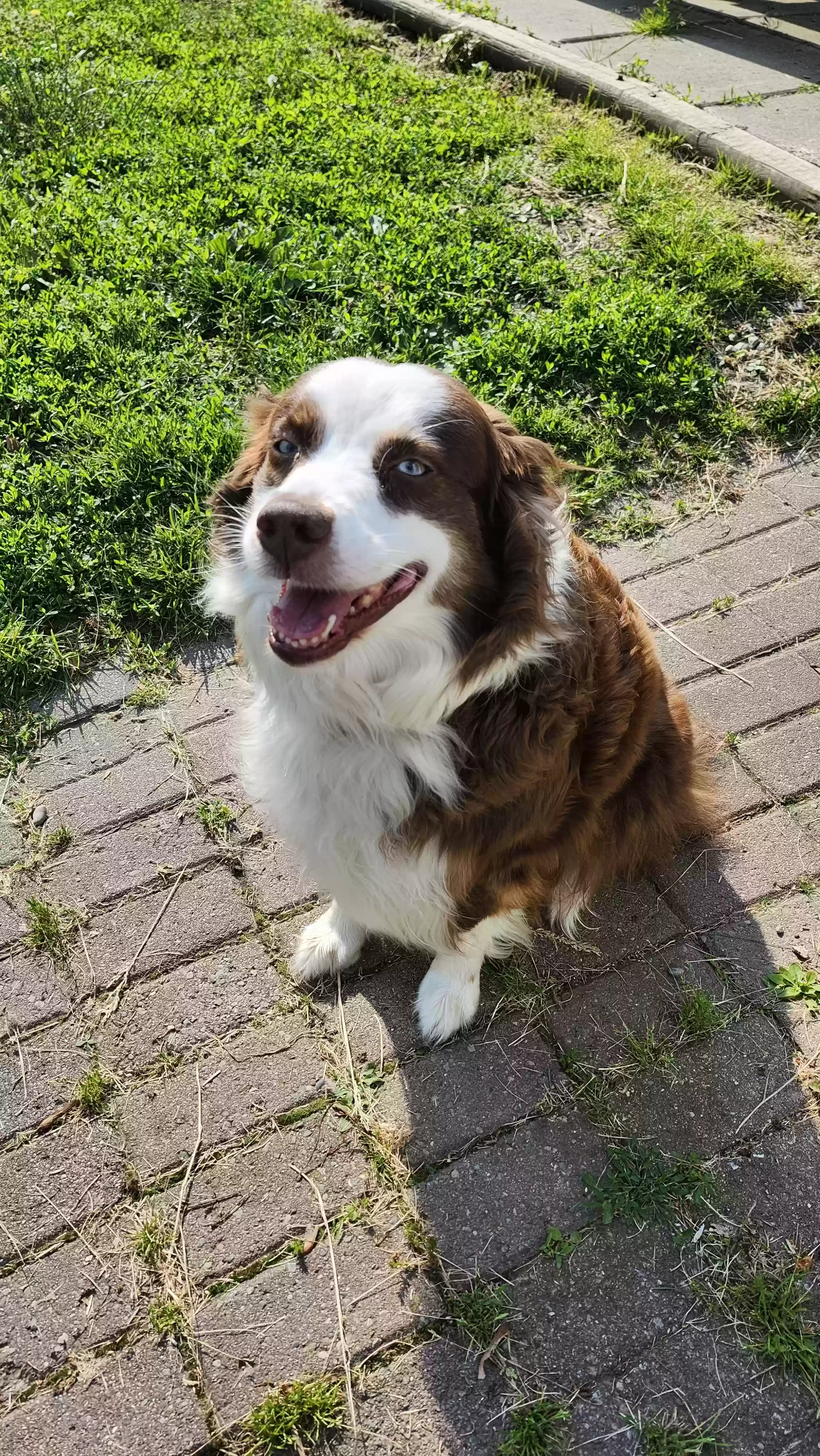 adoptable Dog in Fowlerville,MI named Roen