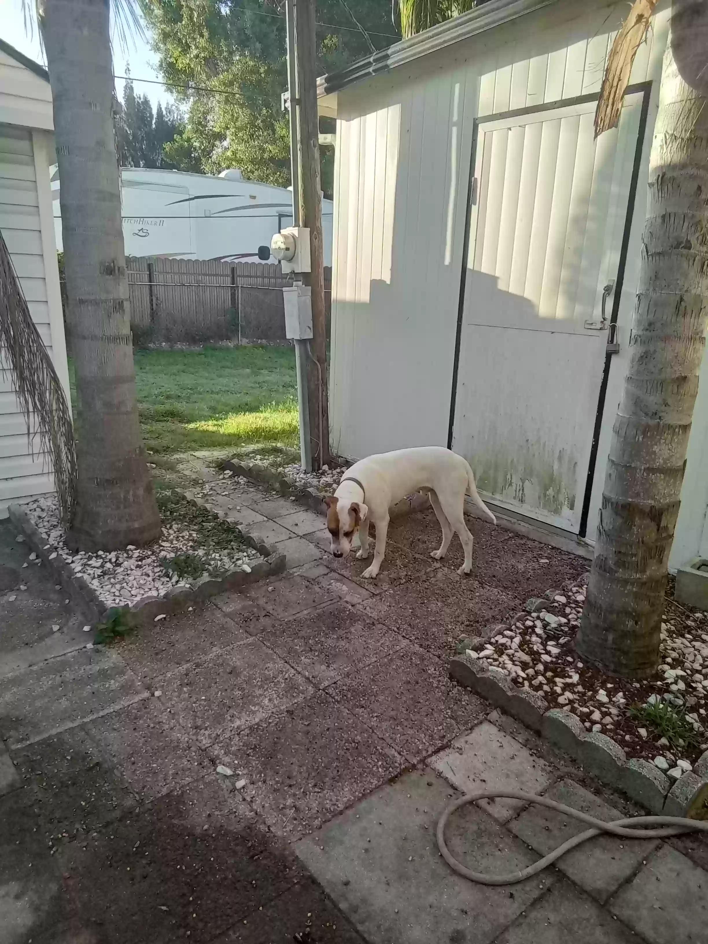 adoptable Dog in North Fort Myers,FL named Whiskey