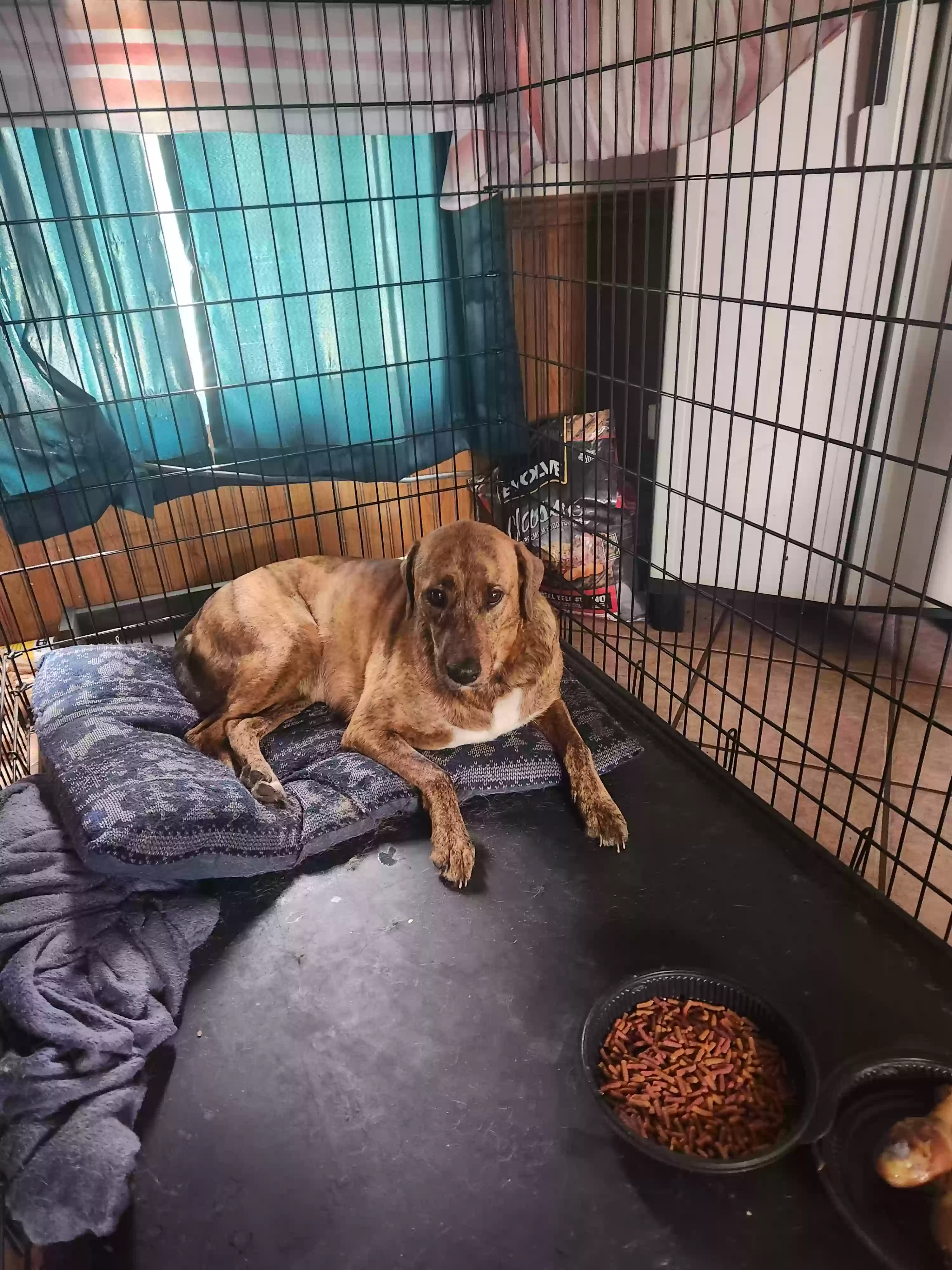 adoptable Dog in Fountain,FL named Mona
