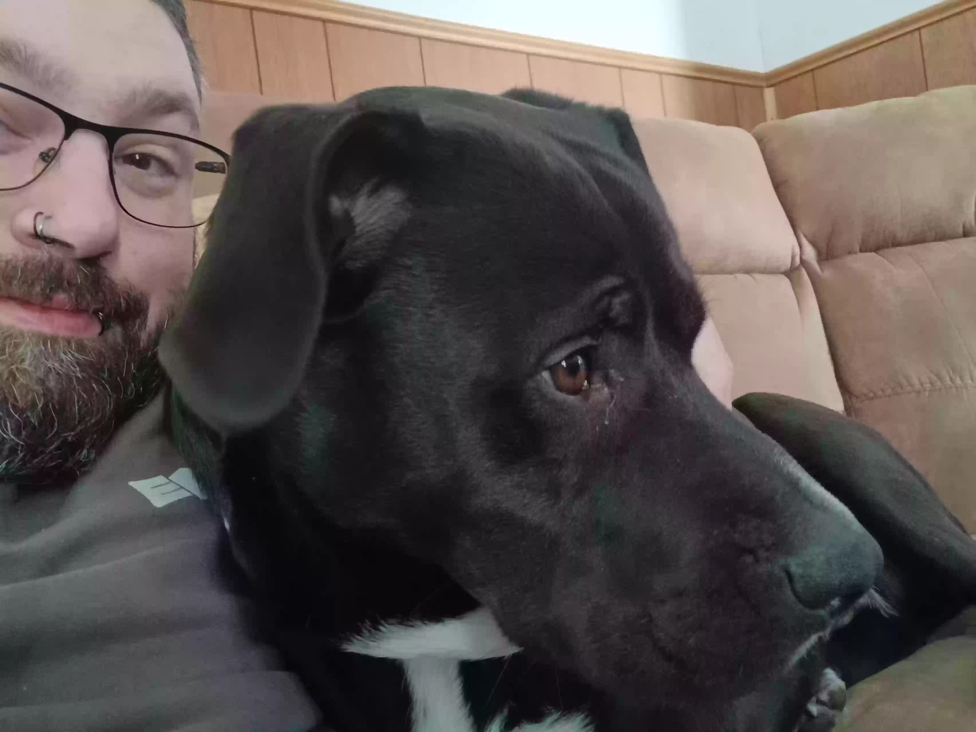 adoptable Dog in Jackson Center,OH named Phillip