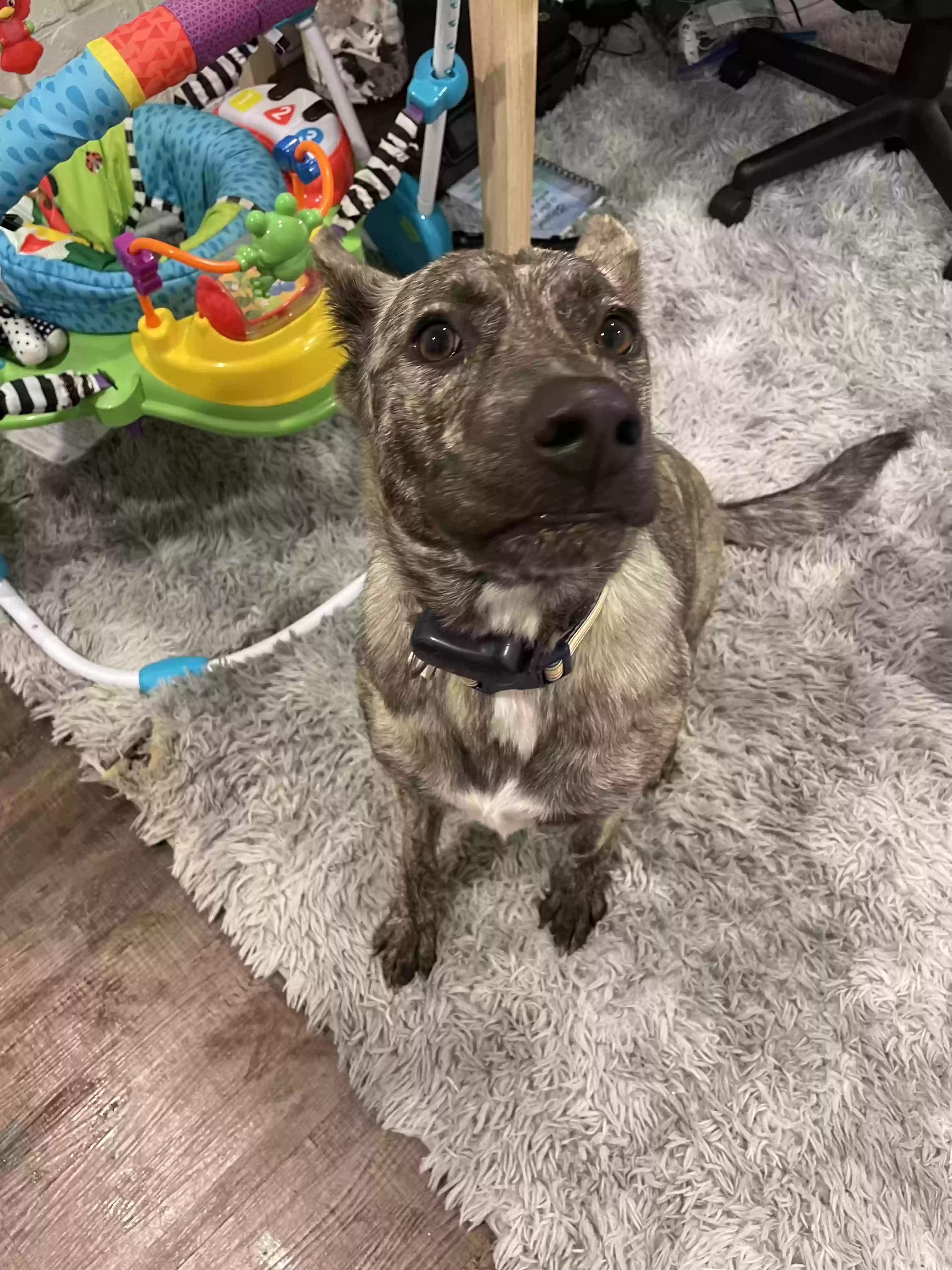 adoptable Dog in Monroe,GA named Sybil