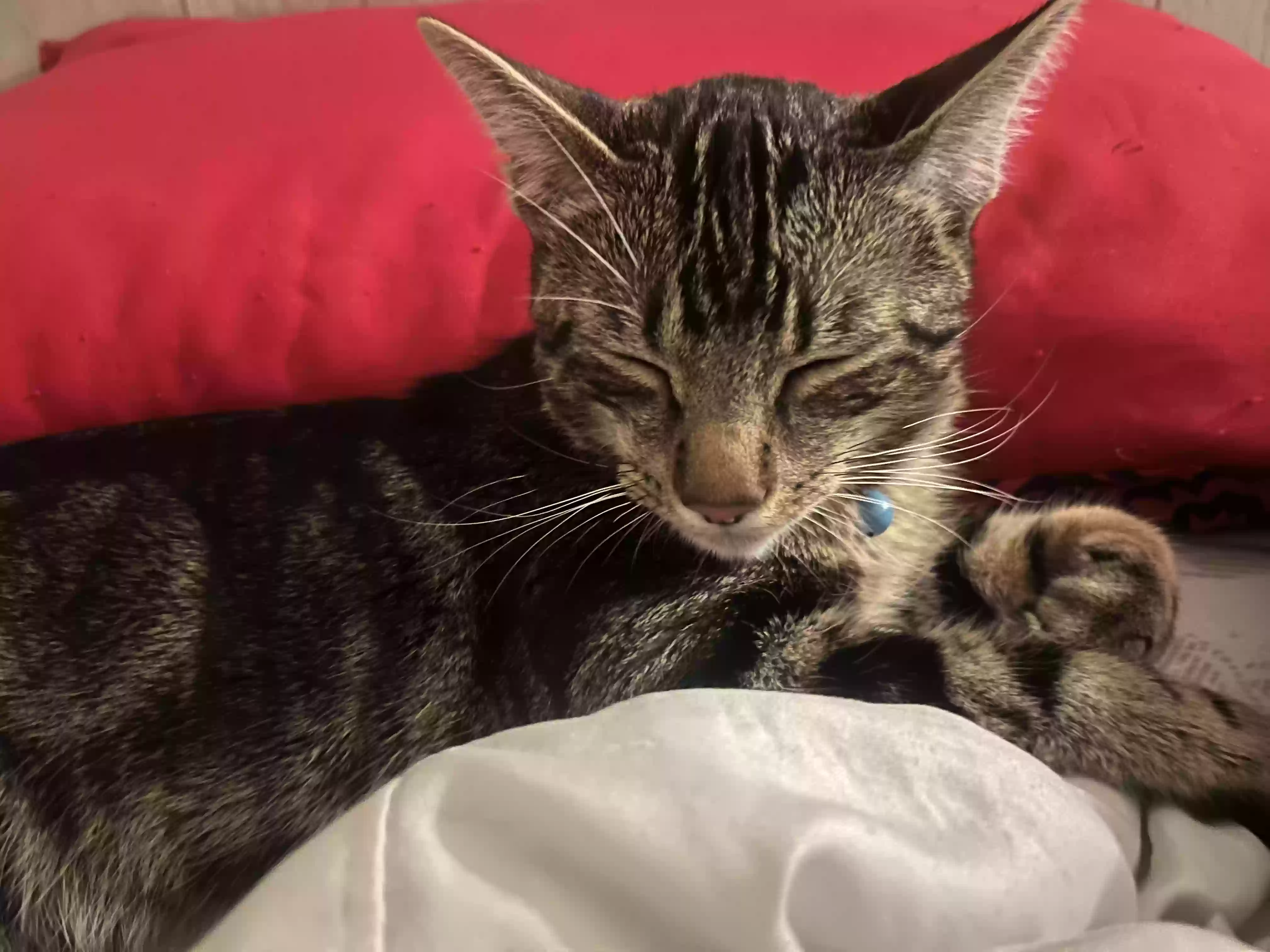 adoptable Cat in Perris,CA named Juno