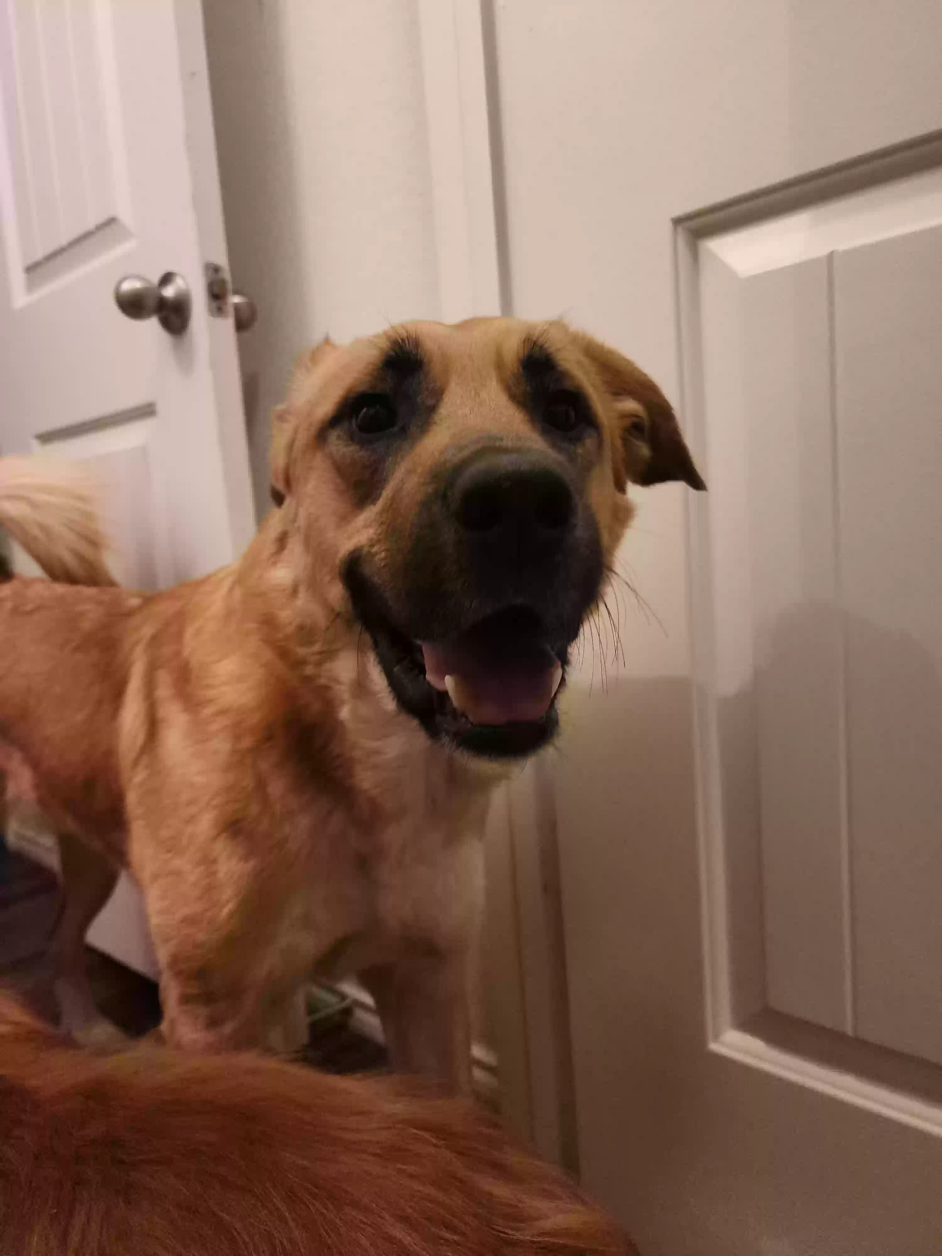 adoptable Dog in Haslet,TX named Bandit