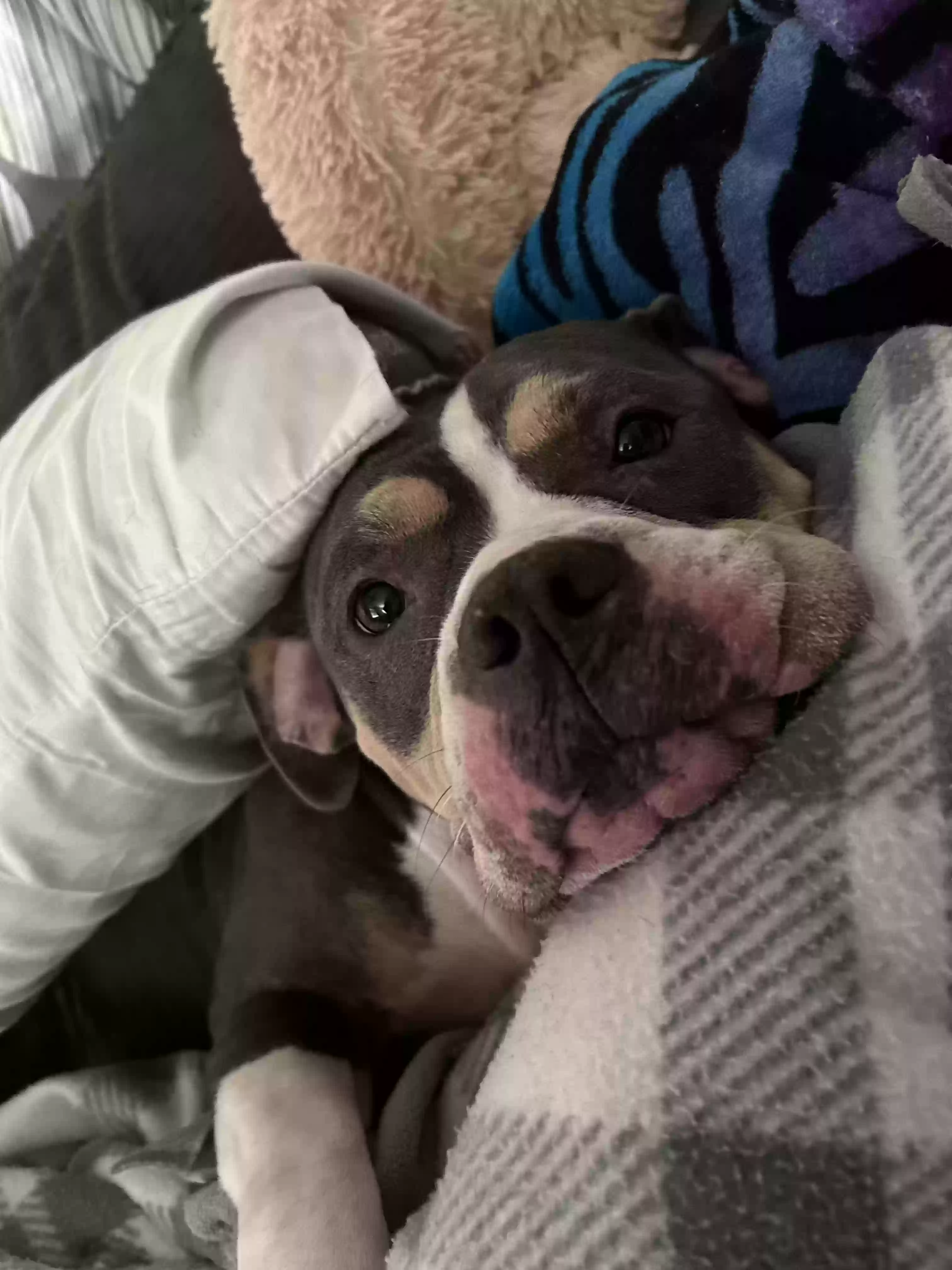 adoptable Dog in Saint Augustine,FL named Indica (Indy)