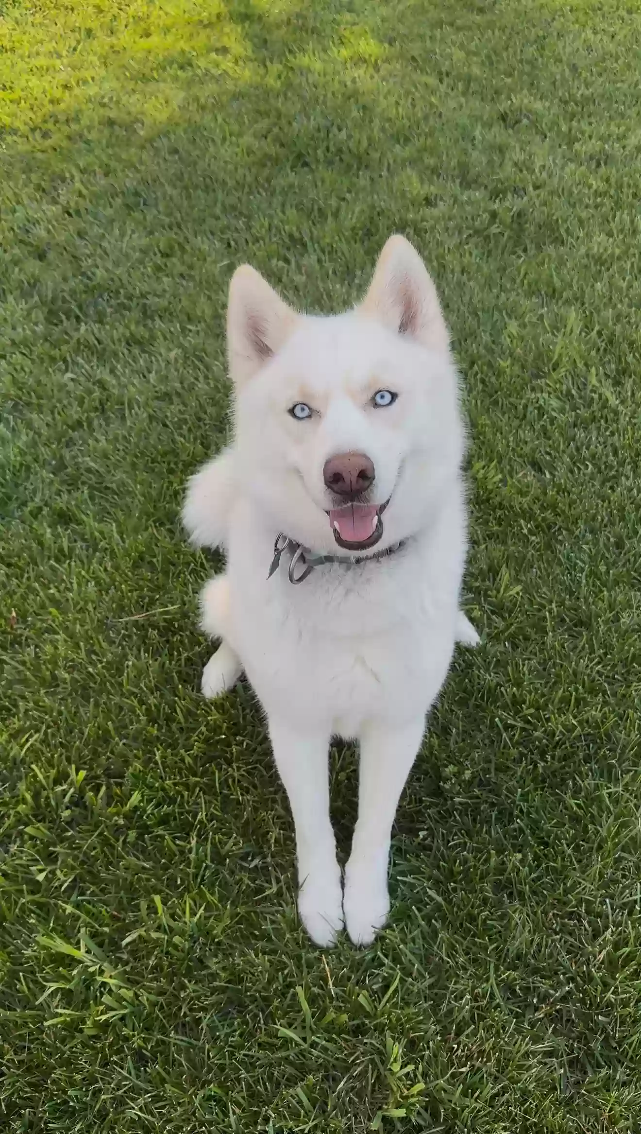 adoptable Dog in Townsend,DE named Vito
