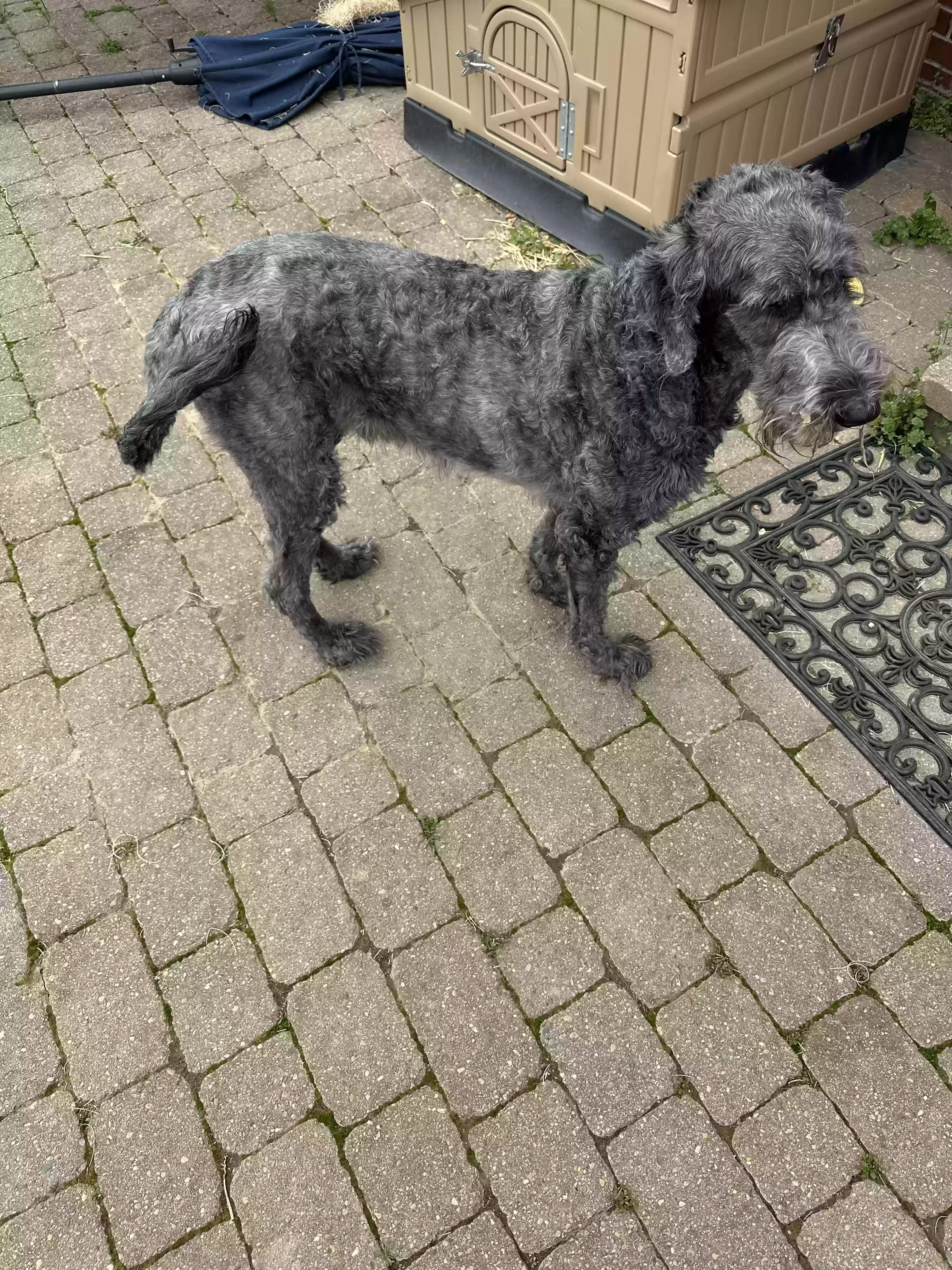 adoptable Dog in New Palestine,IN named