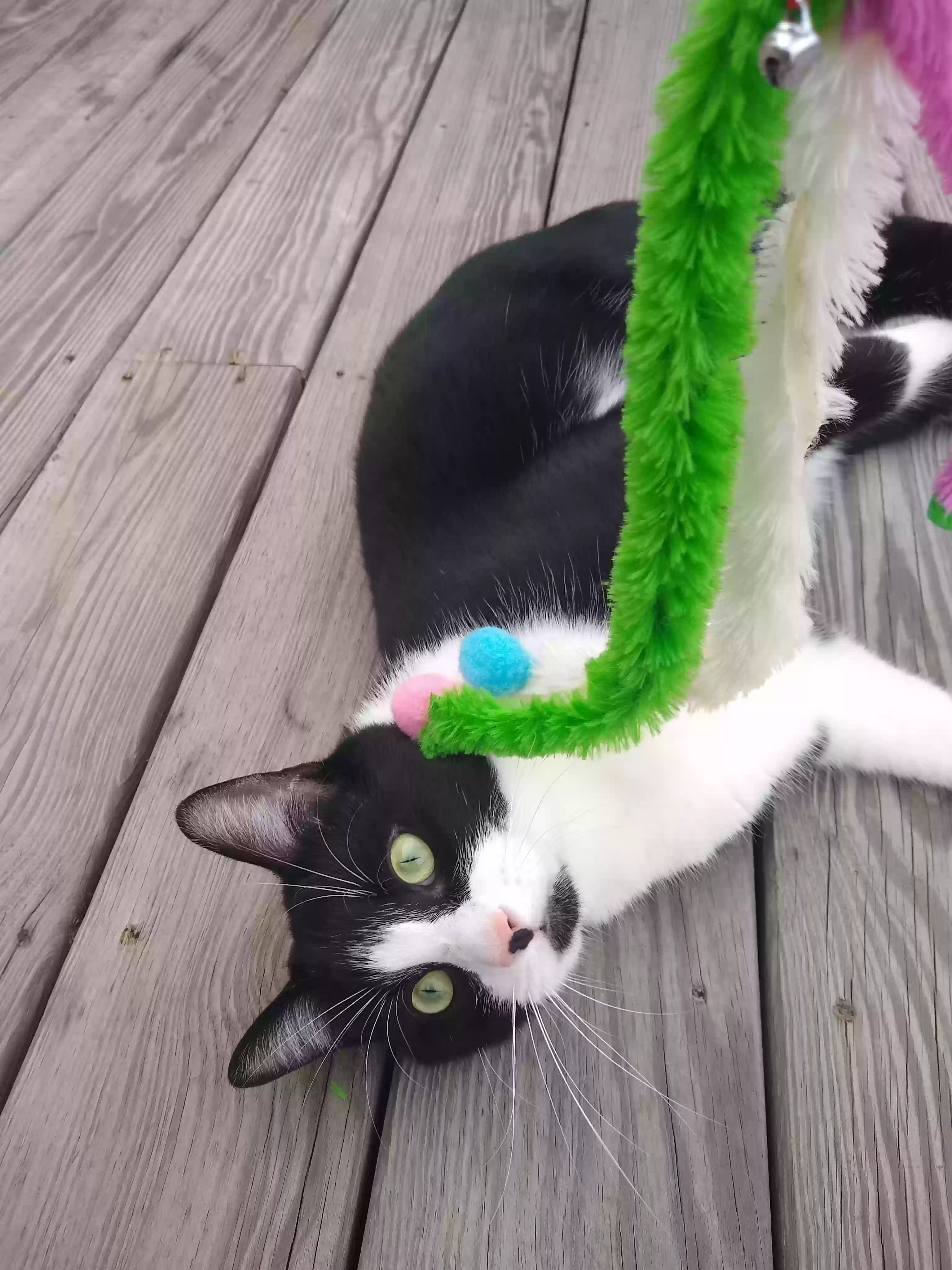 adoptable Cat in Cumming,GA named Boots