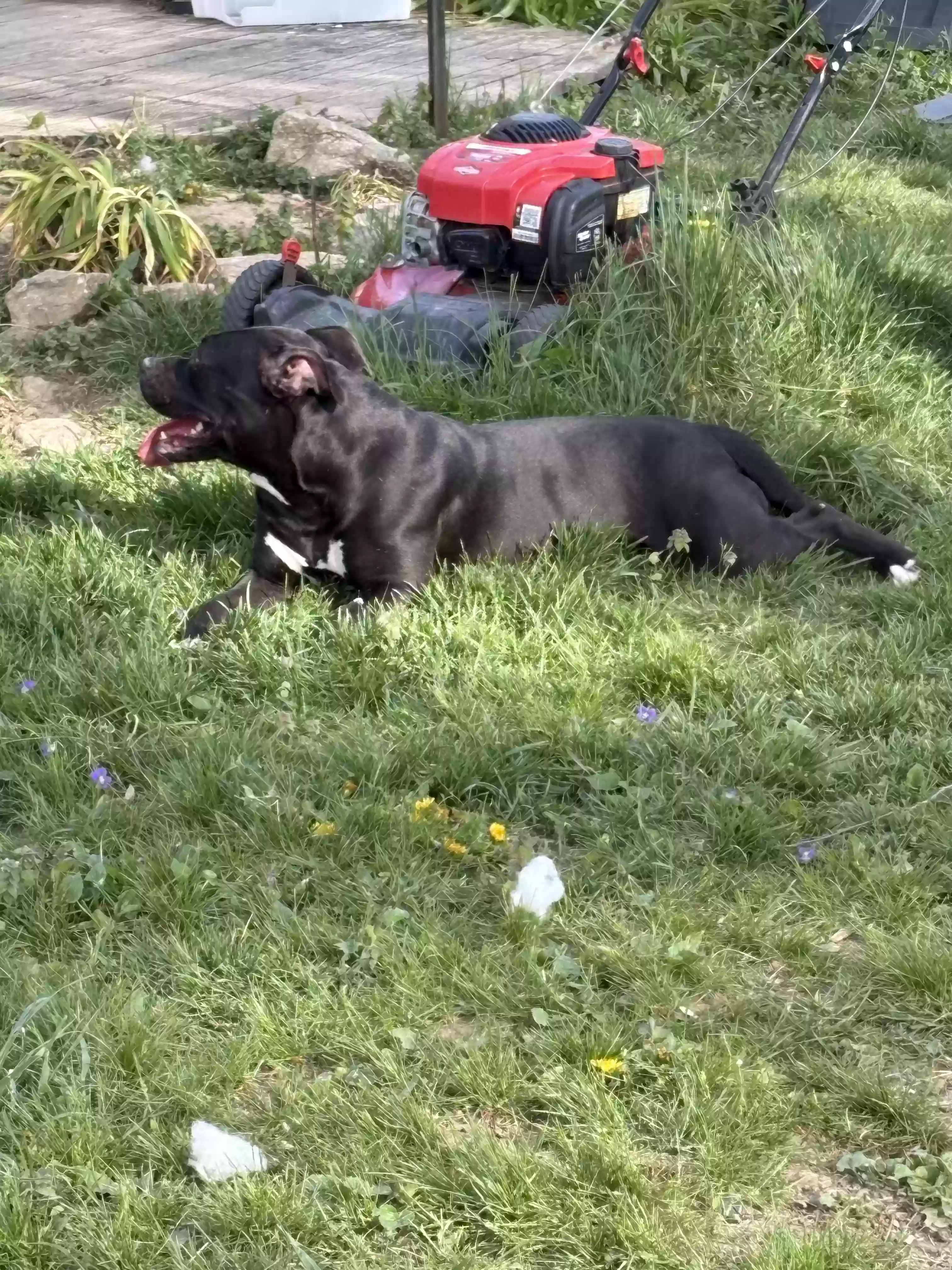 adoptable Dog in Cincinnati,OH named Sage