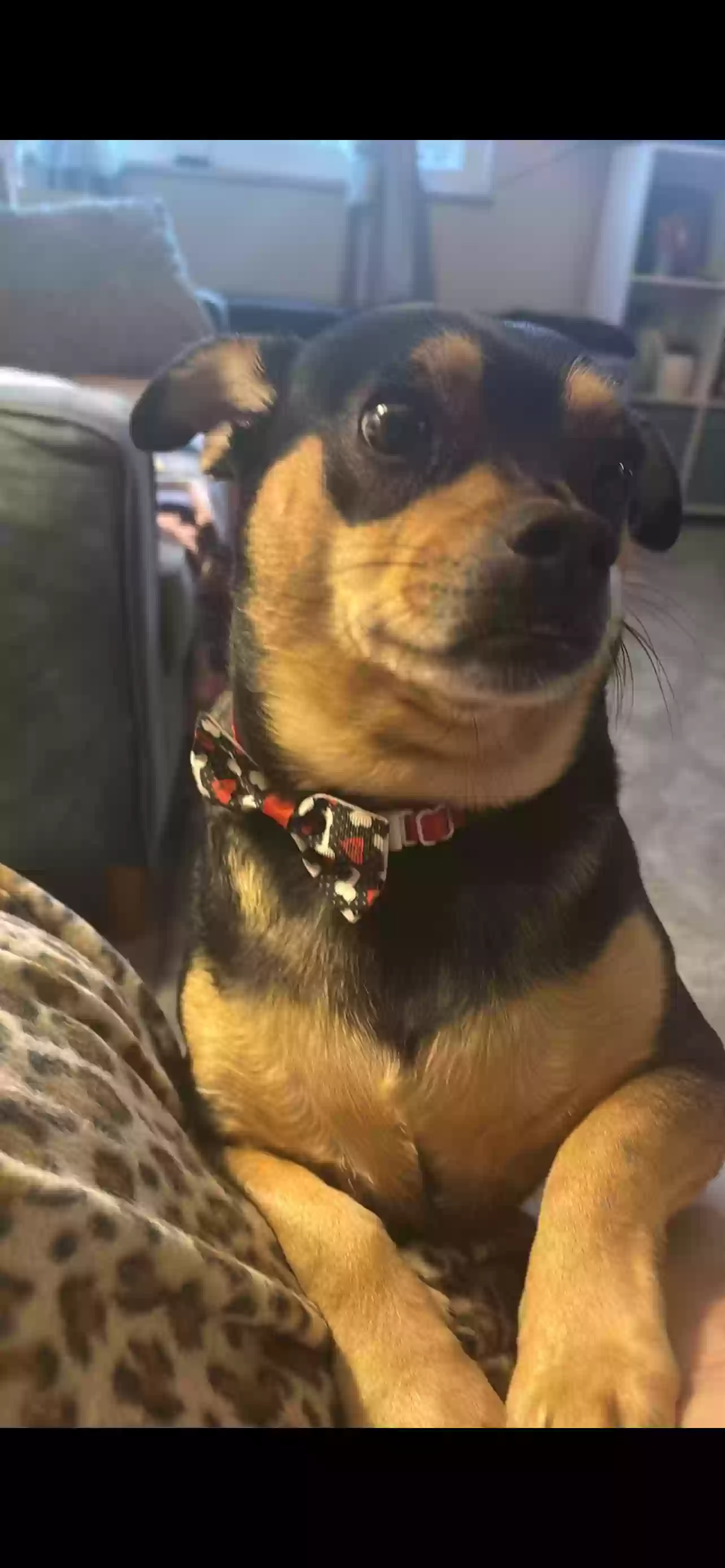 adoptable Dog in Kent,OH named Buddy