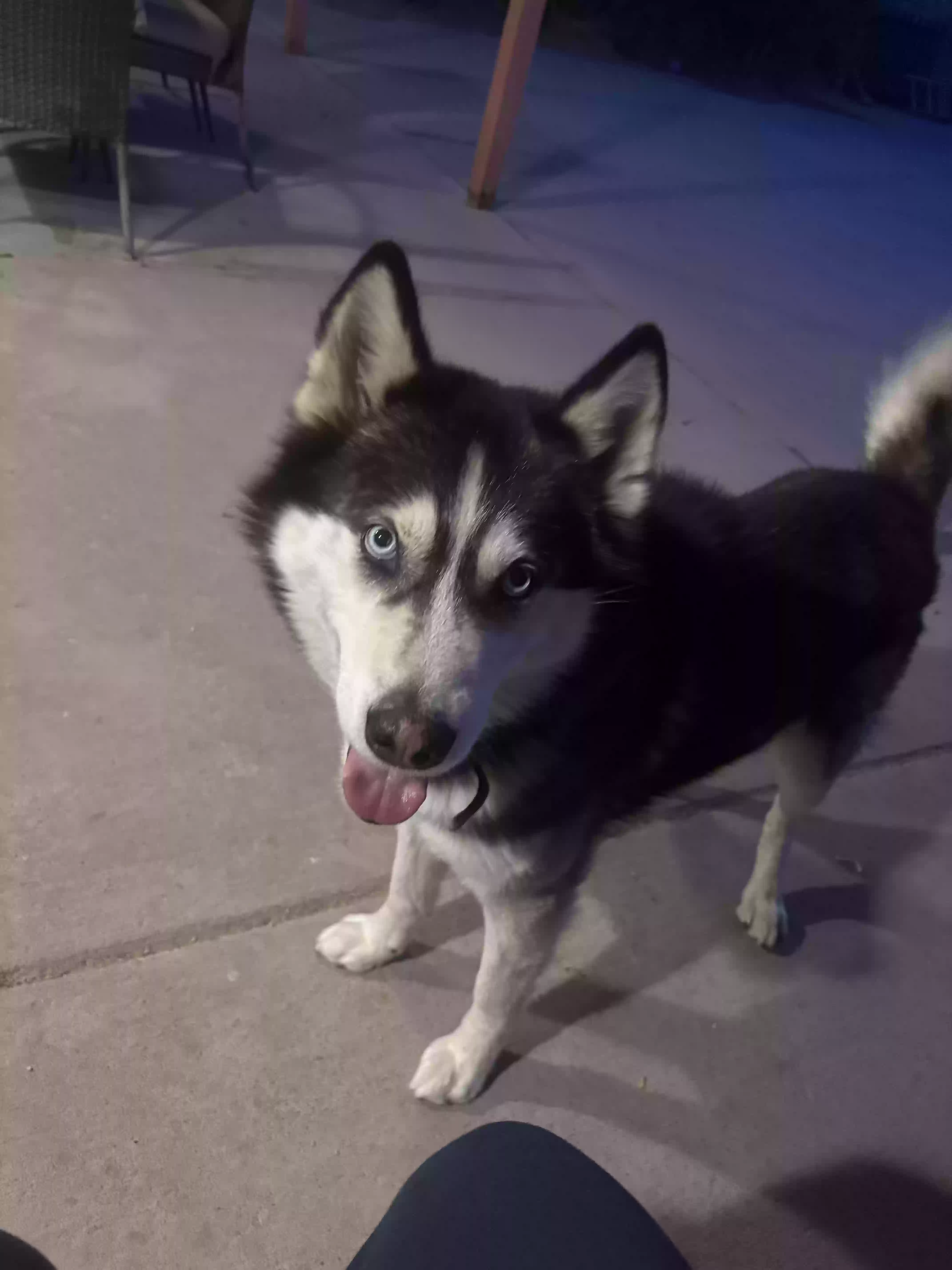 adoptable Dog in El Paso,TX named Mateo
