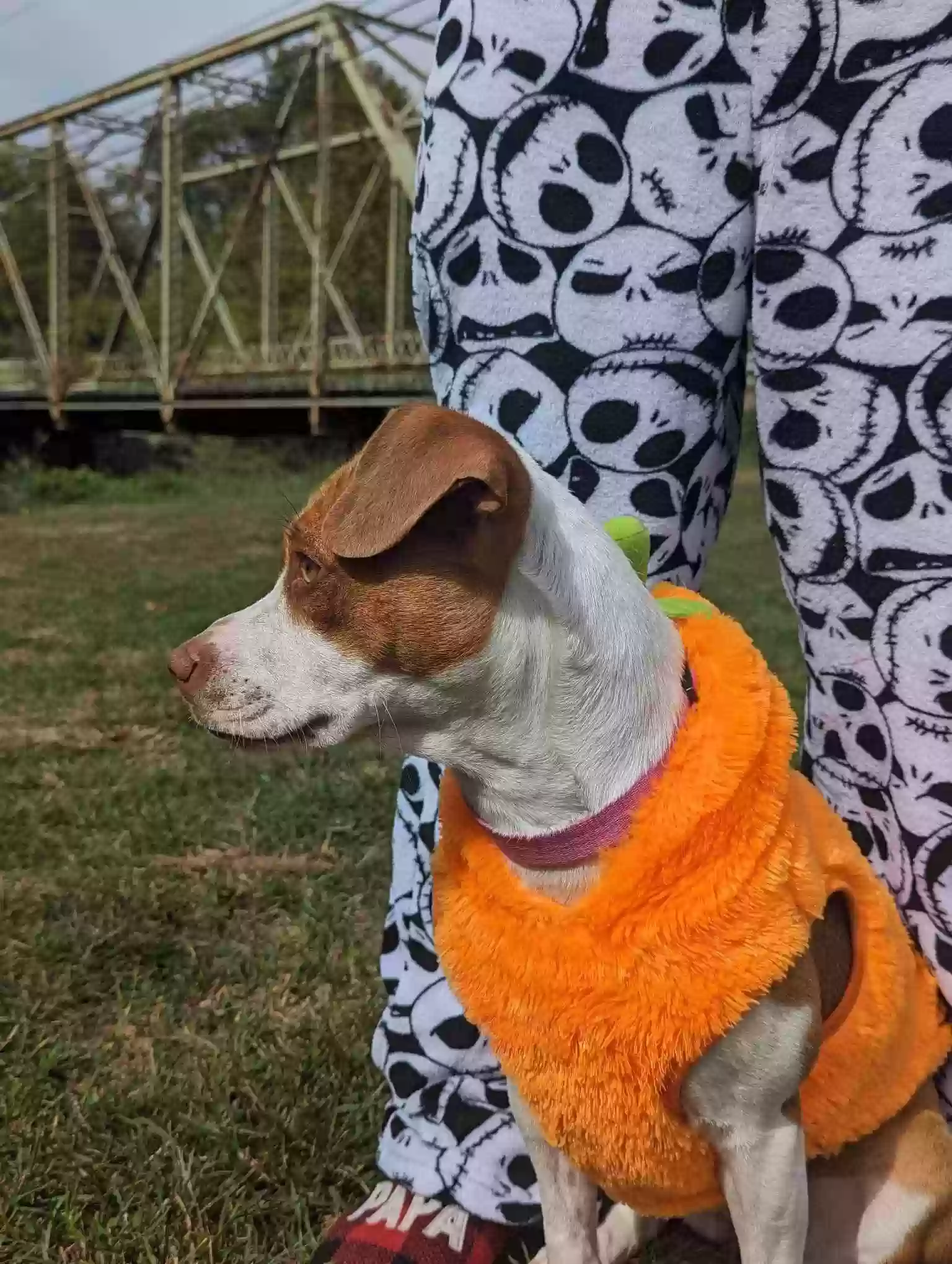 adoptable Dog in Bloomfield,IN named Zola