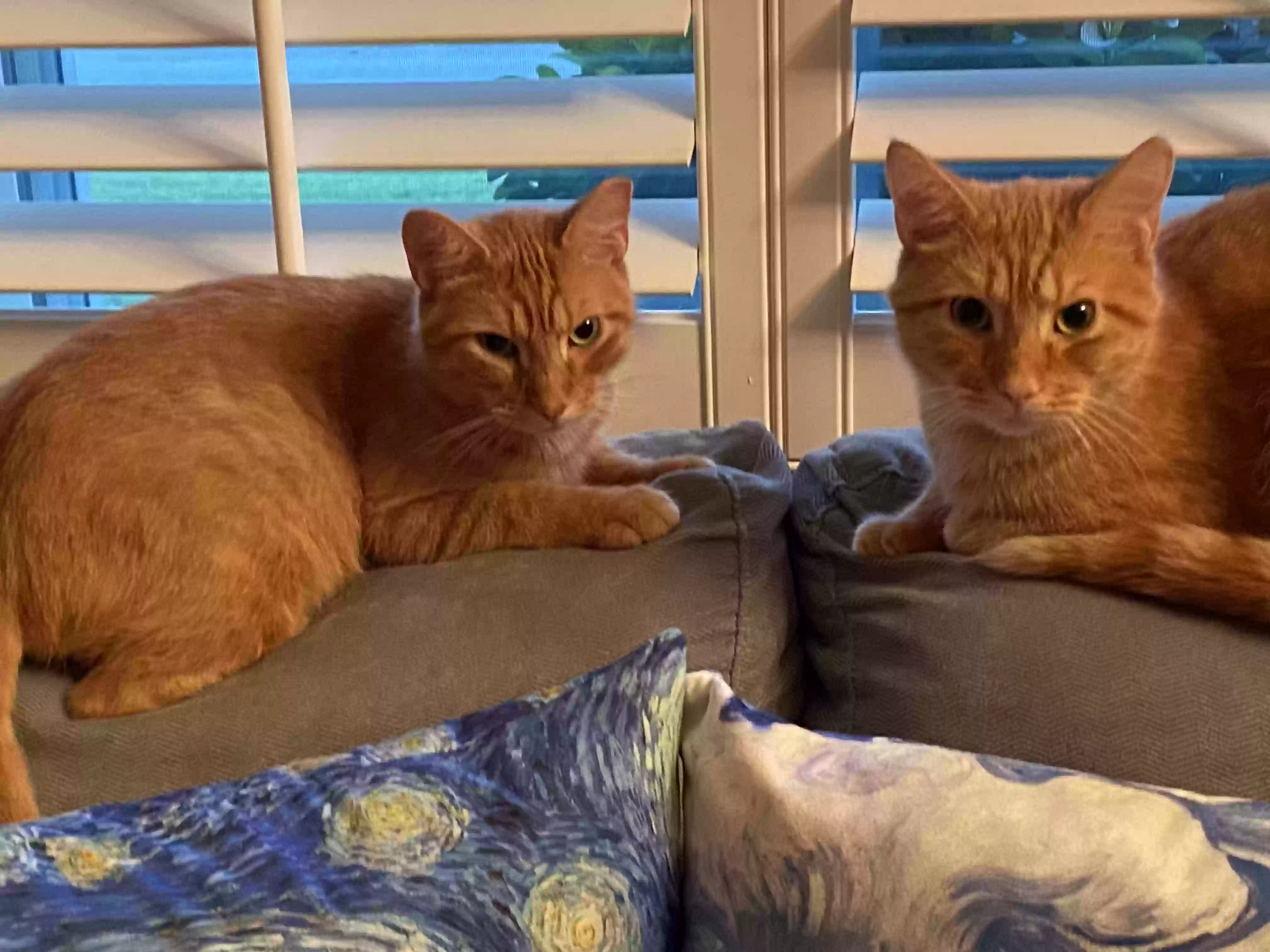 adoptable Cat in Palm Coast,FL named Mickey & Milo