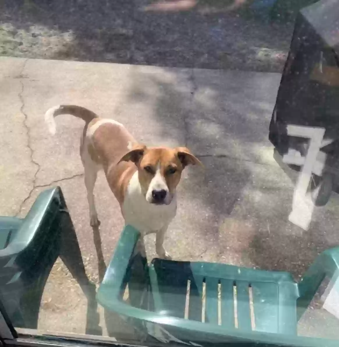 adoptable Dog in Mary Esther,FL named Ozo