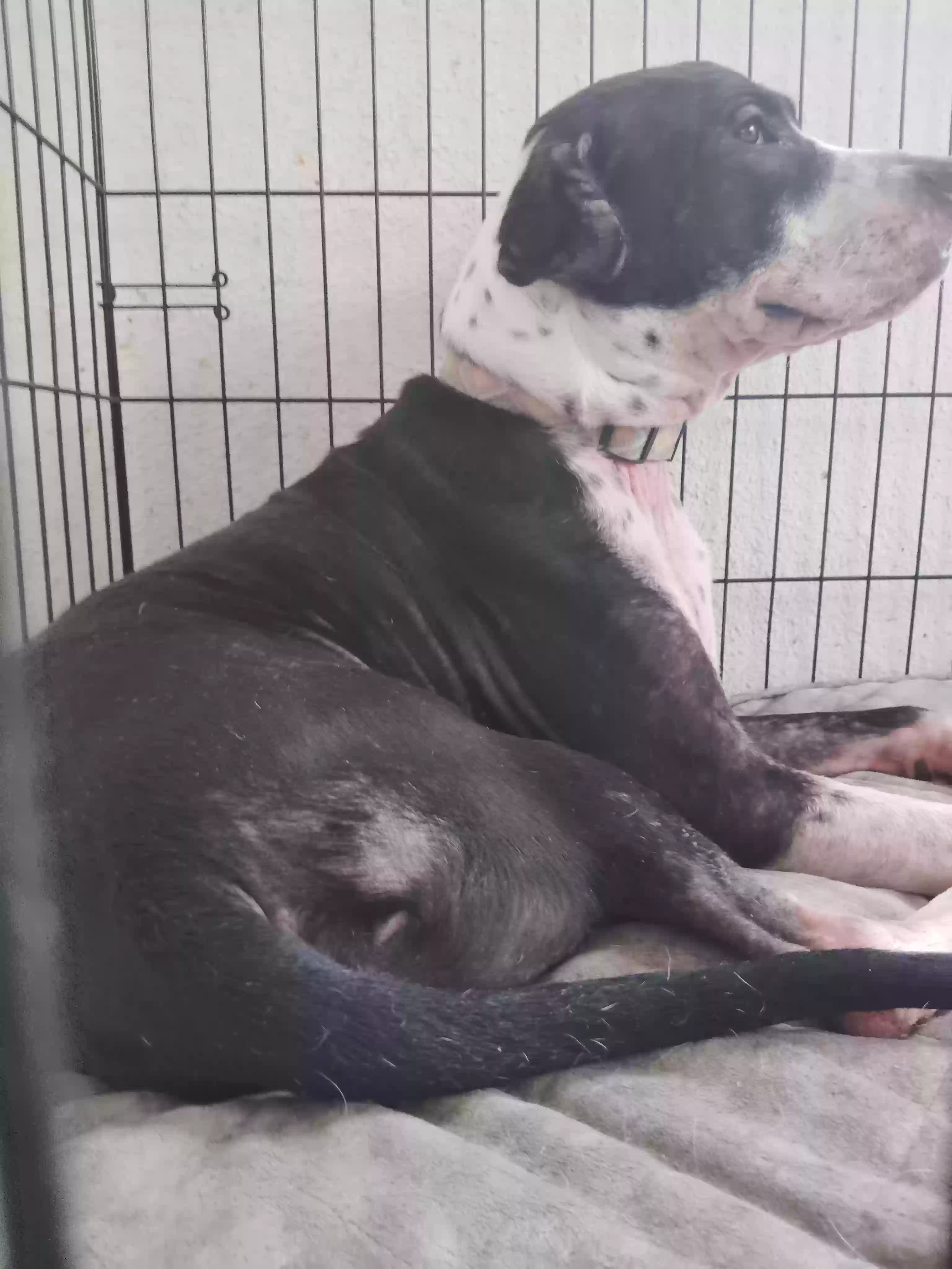 adoptable Dog in Denton,TX named Oreo