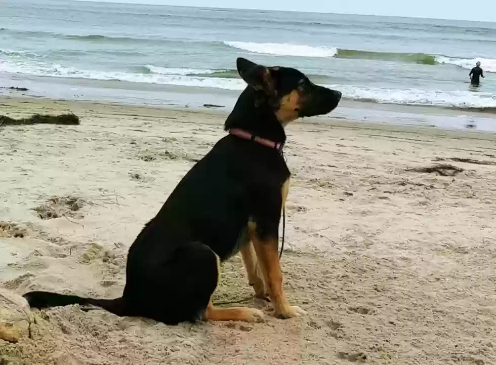 adoptable Dog in Newbury Park,CA named Chica