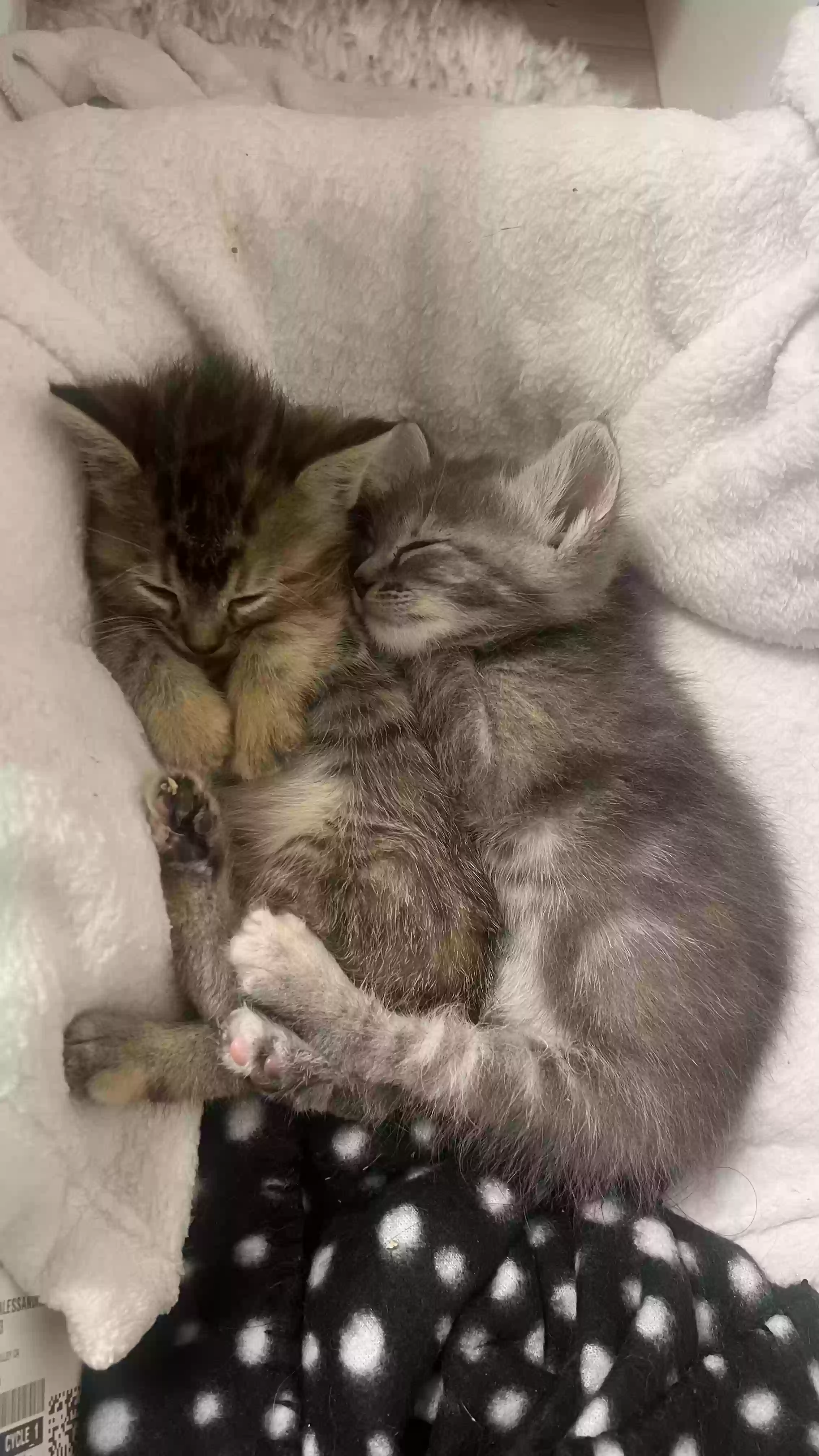 adoptable Cat in Moreno Valley,CA named No name