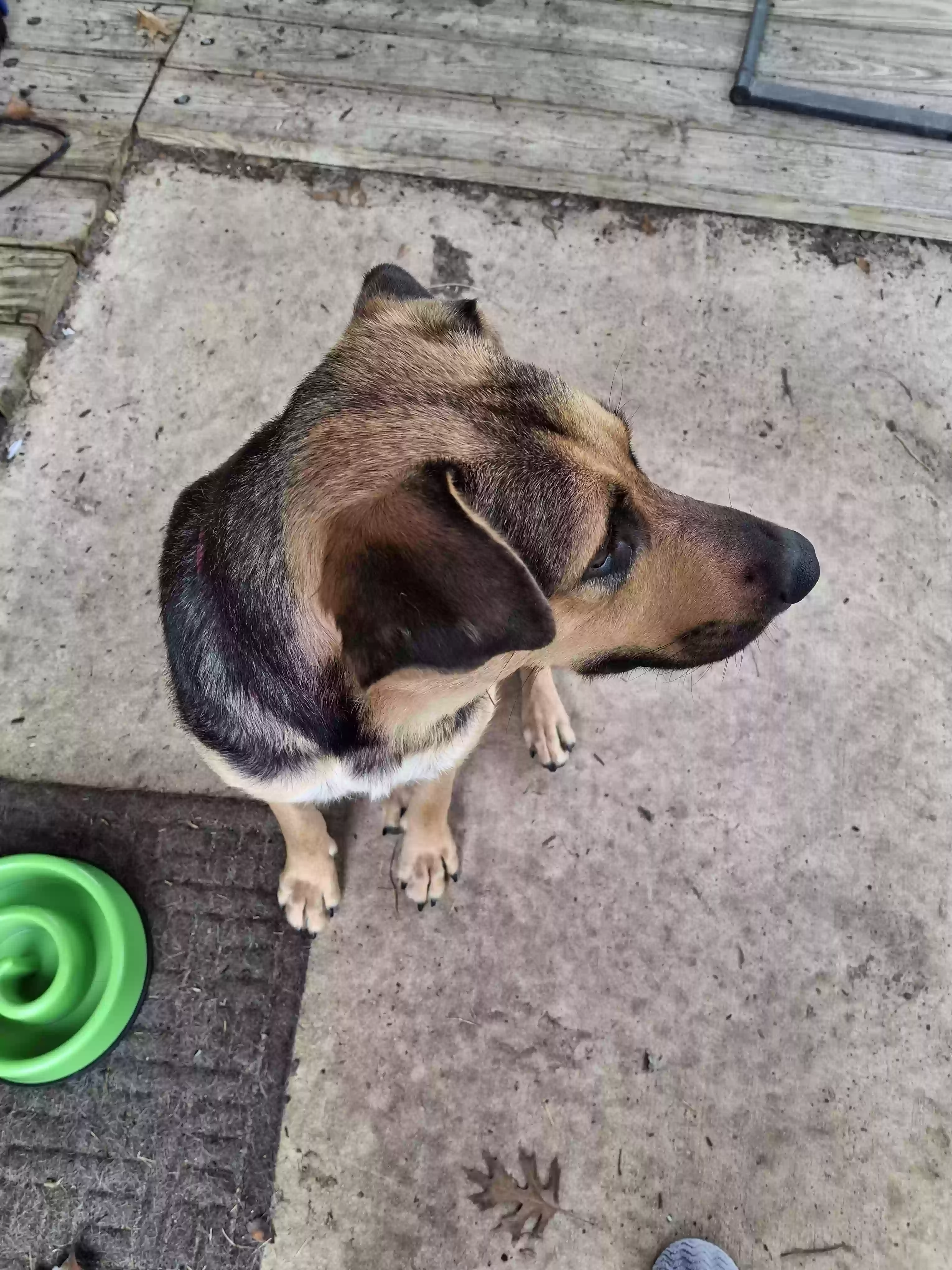 adoptable Dog in Schertz,TX named Ember