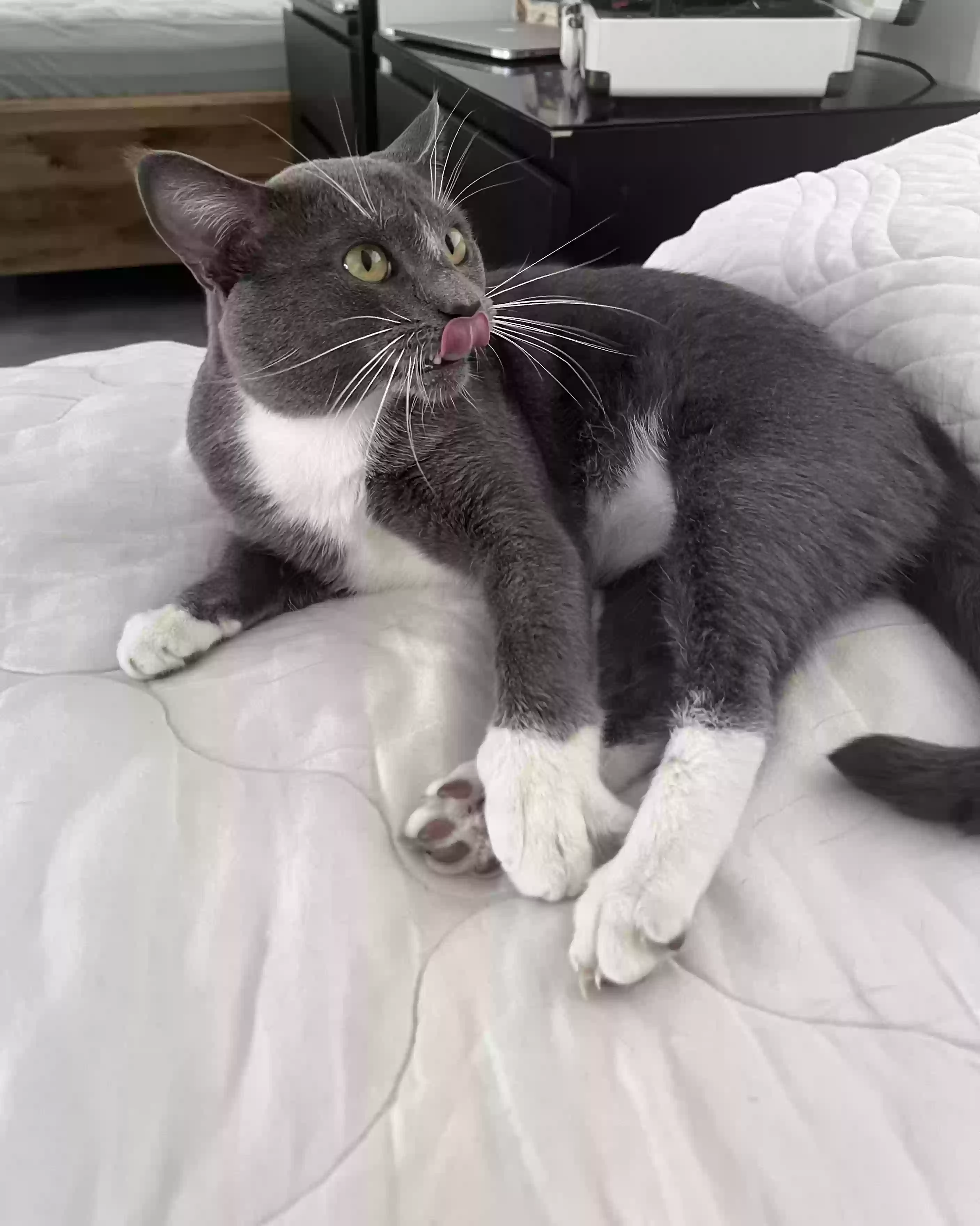 adoptable Cat in Fort Lauderdale,FL named Benji