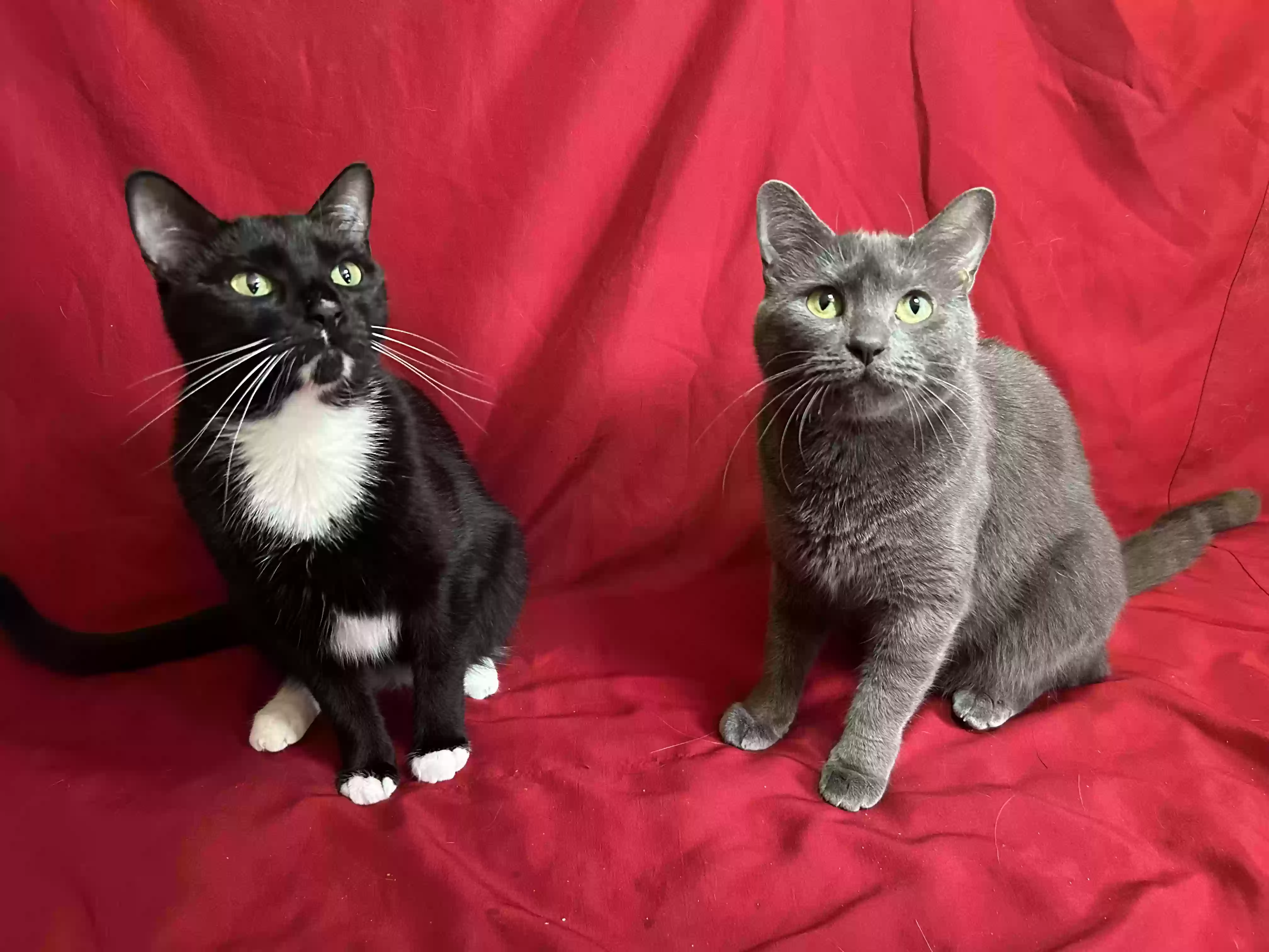 adoptable Cat in Hastings,FL named Georgie