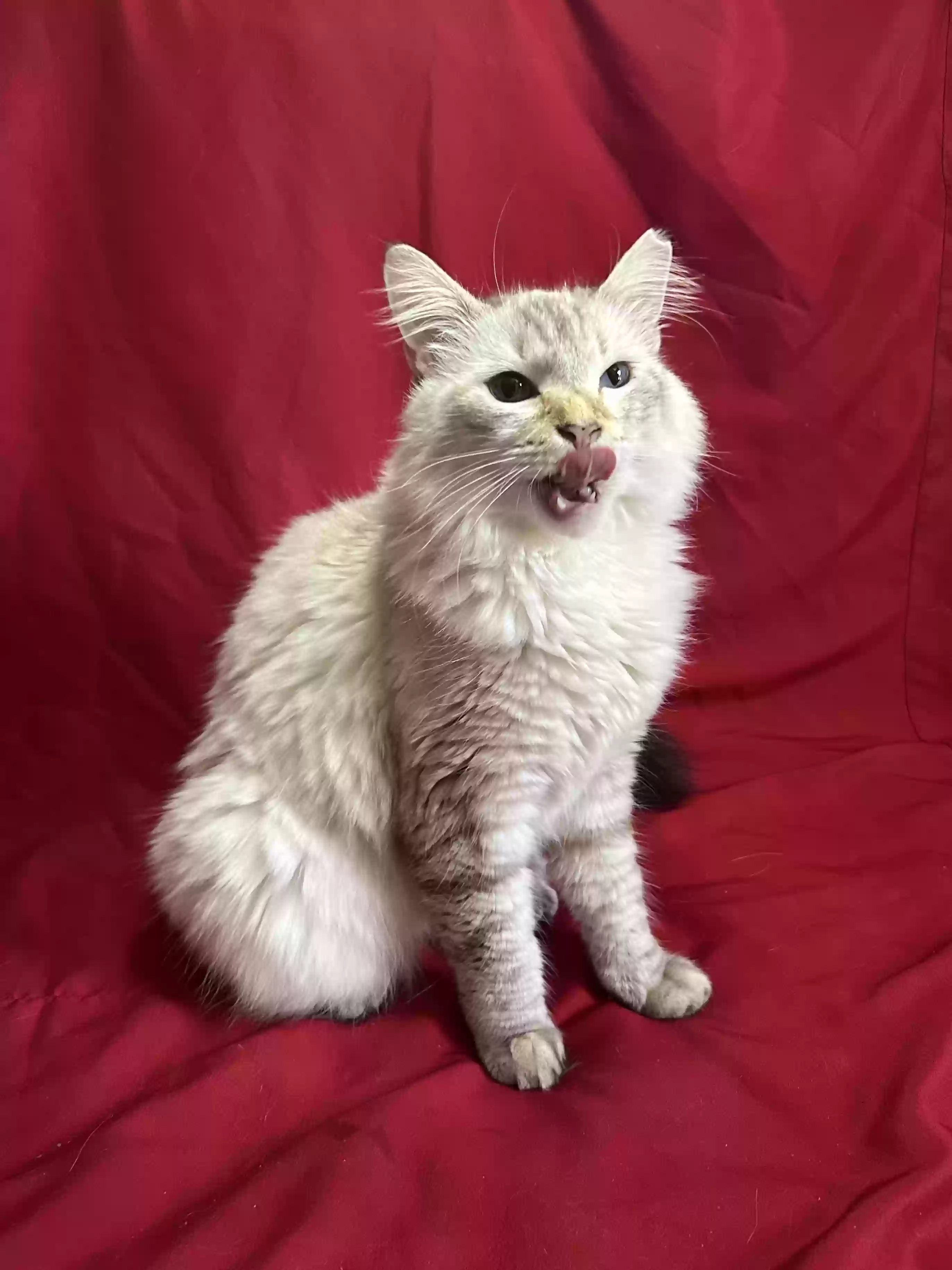 adoptable Cat in Hastings,FL named Agnes