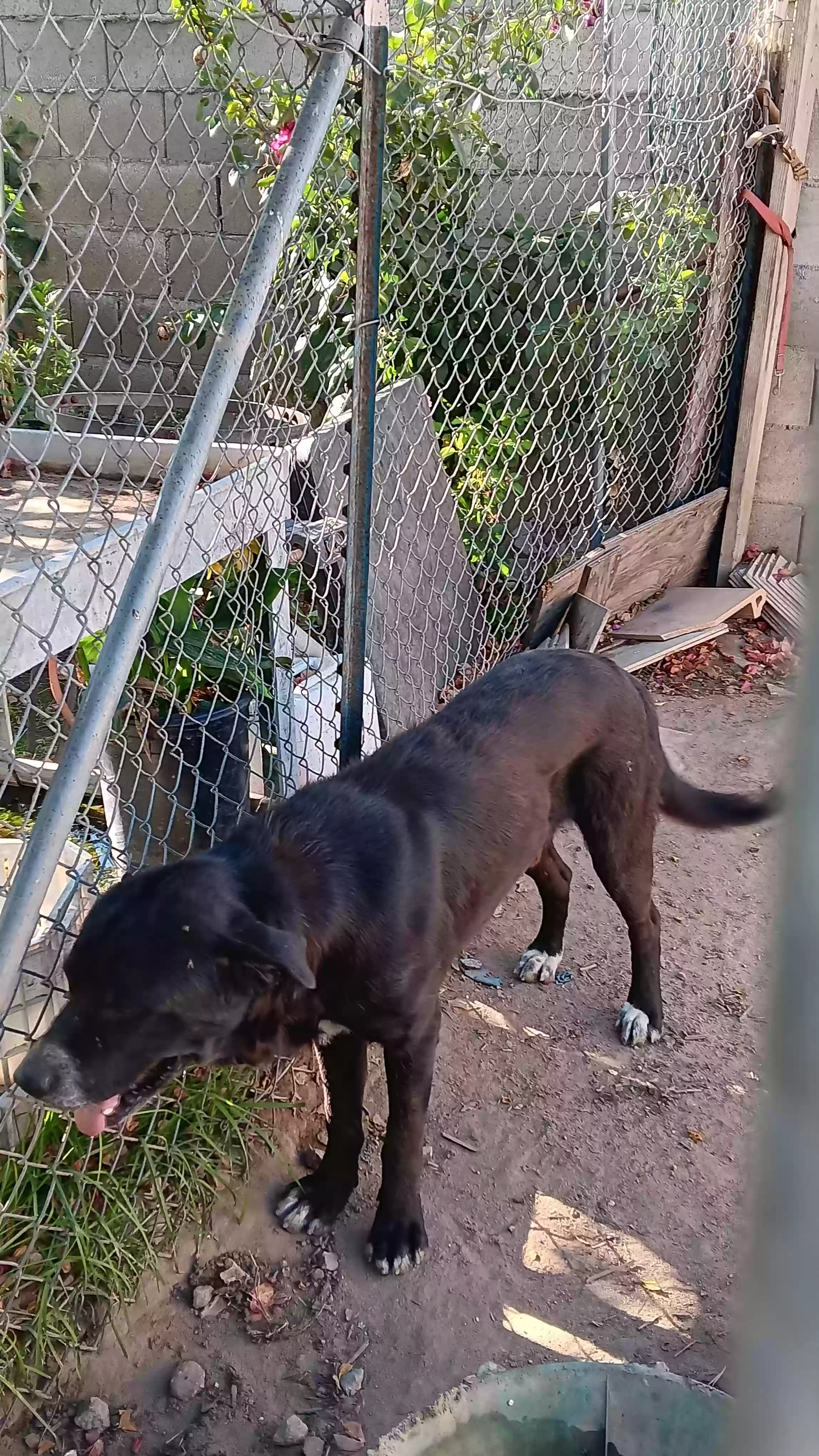 adoptable Dog in Fresno,CA named Blackie