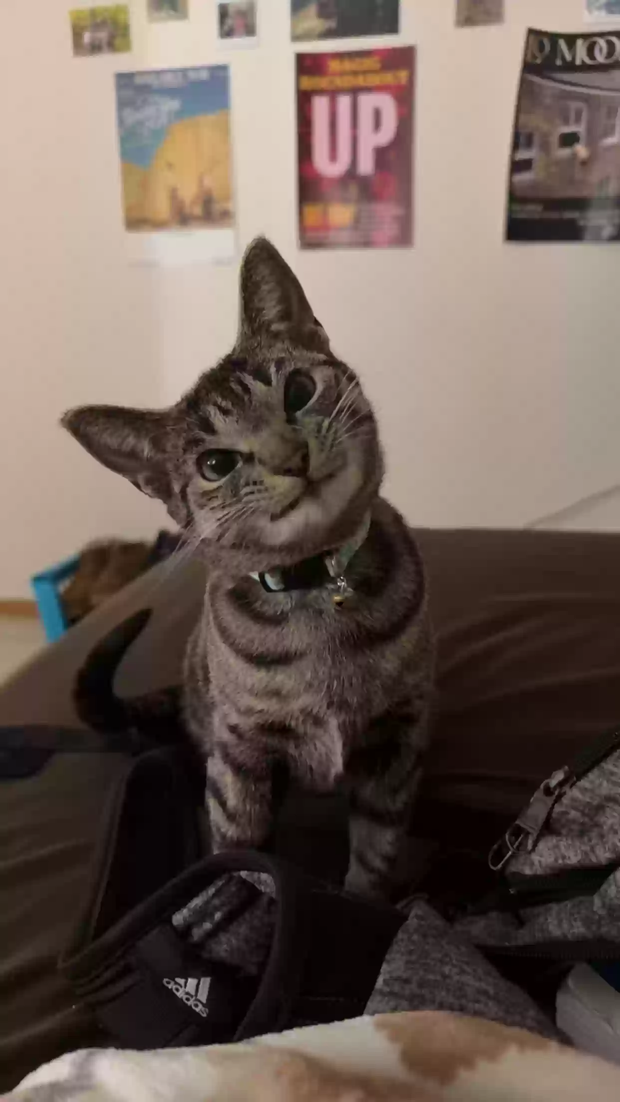adoptable Cat in Kalamazoo,MI named Maple