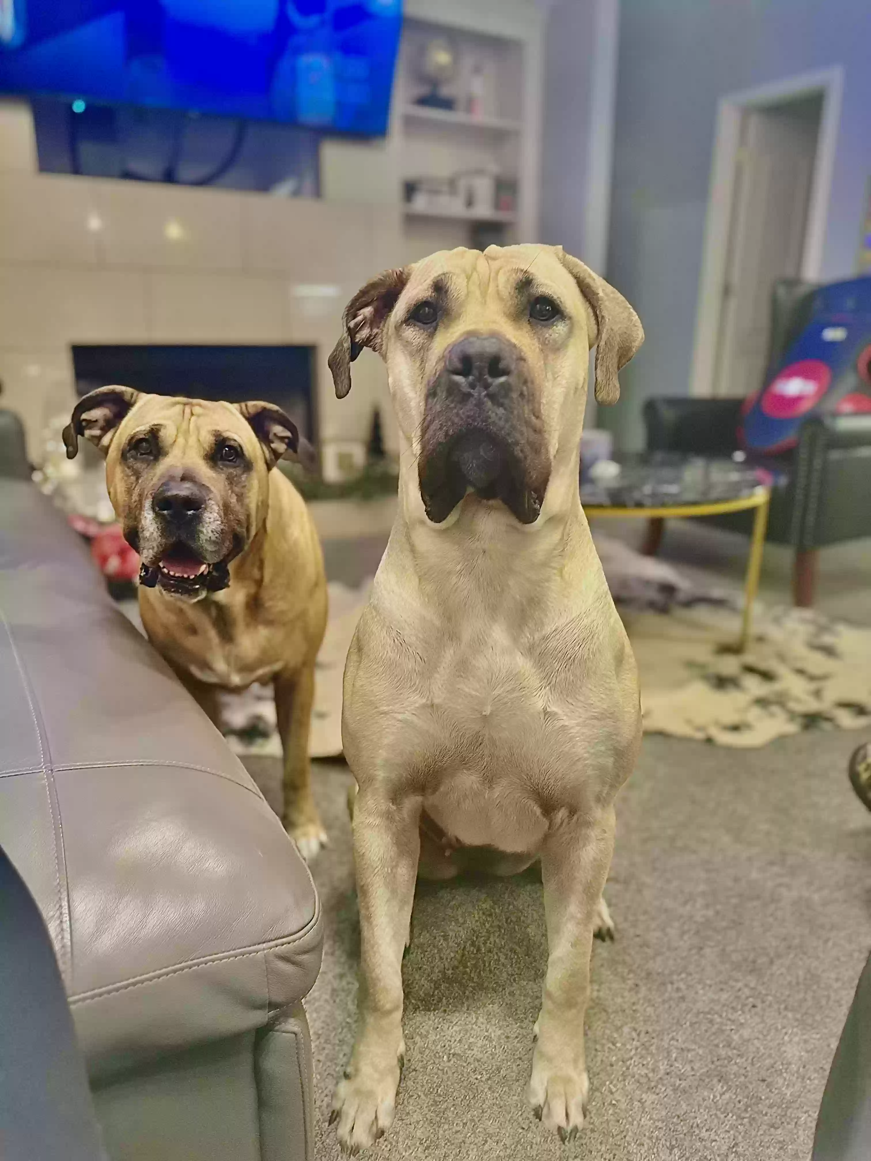 adoptable Dog in Chesapeake,VA named Willow