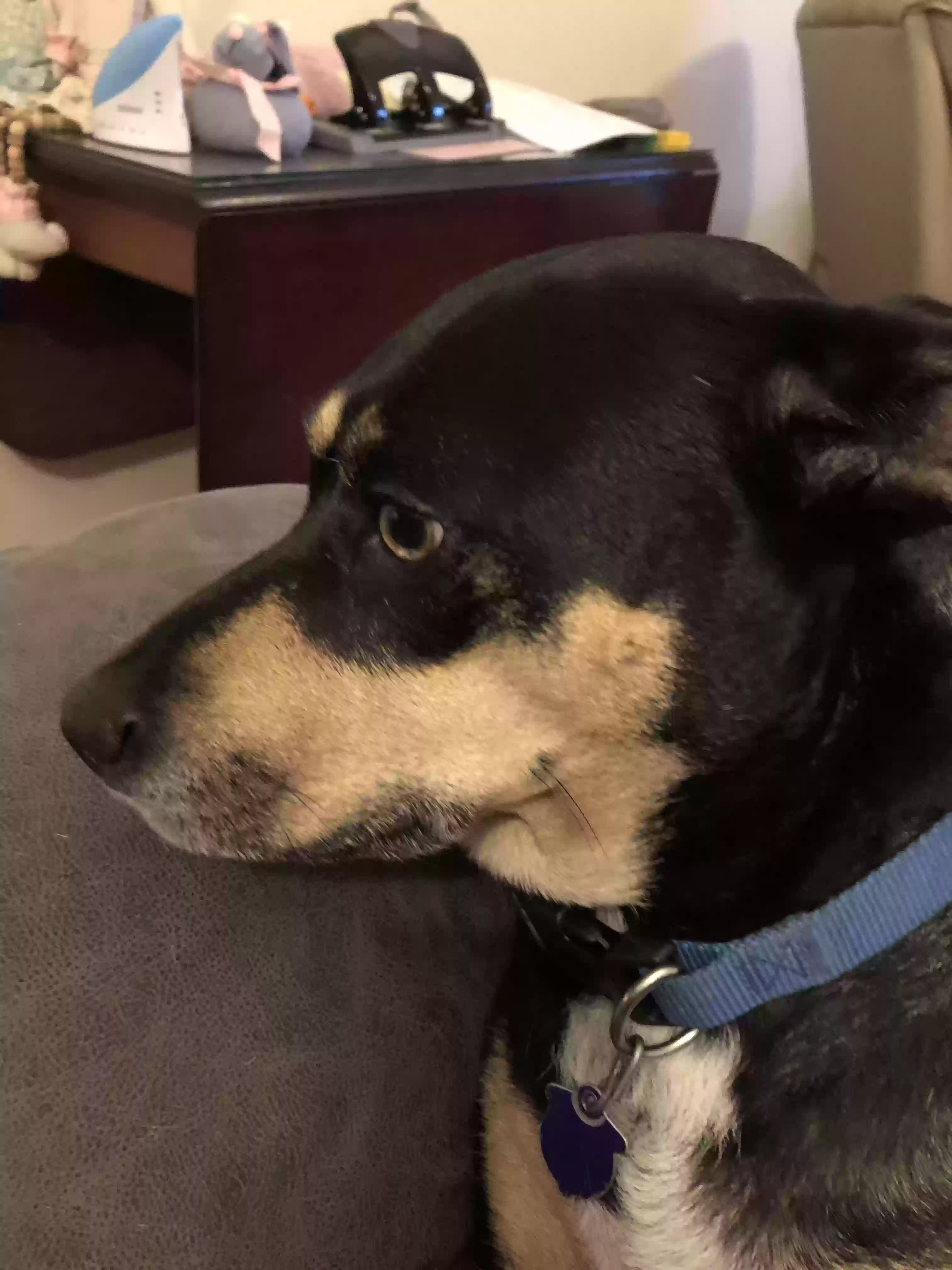 adoptable Dog in Kennewick,WA named Luci