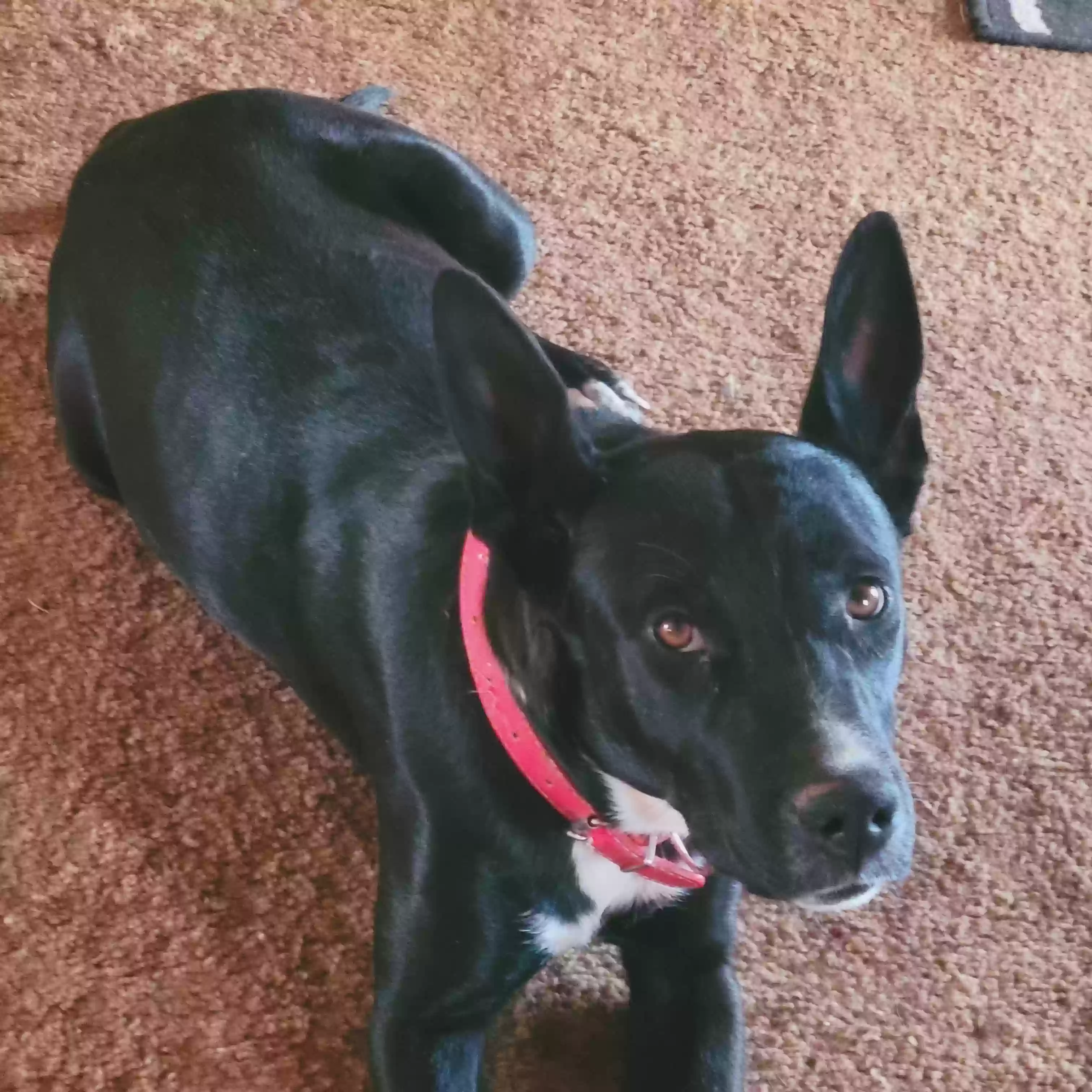 adoptable Dog in Newberry Springs,CA named Ears