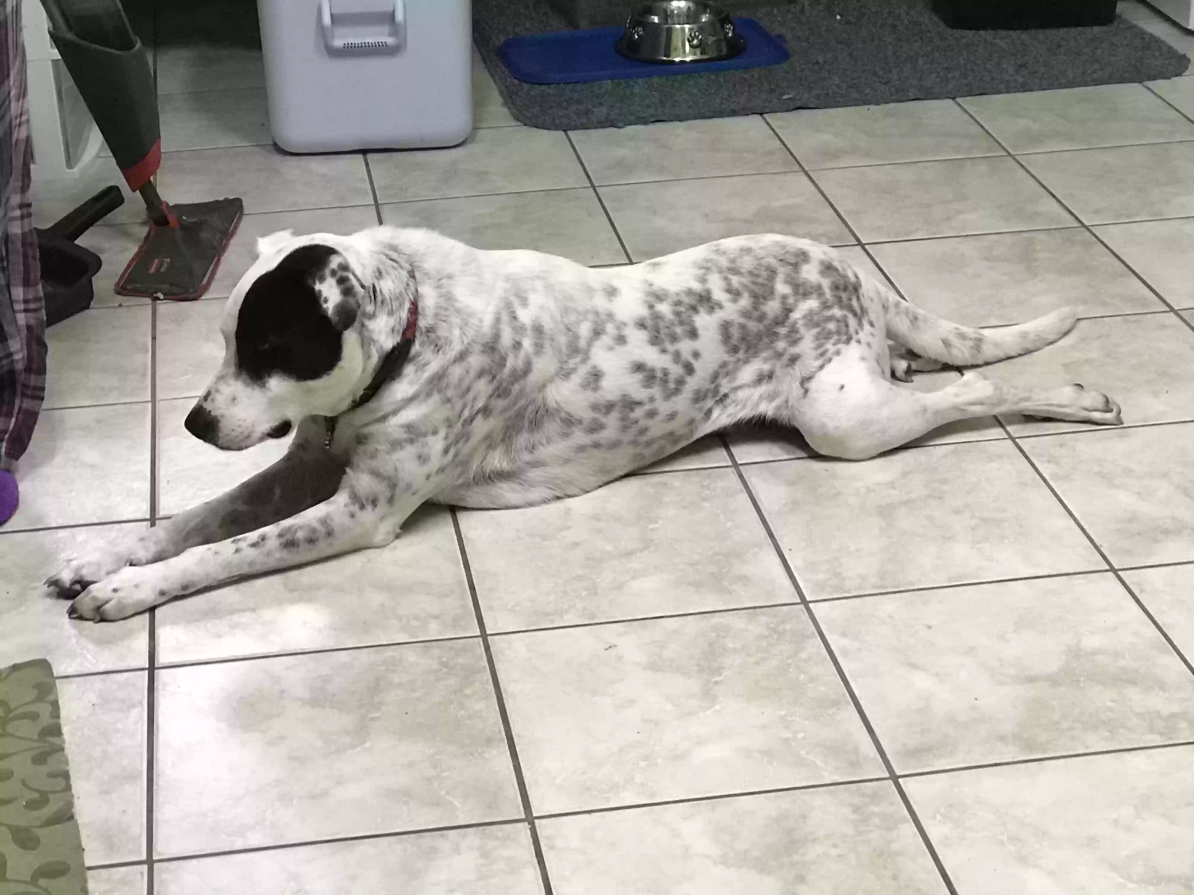 adoptable Dog in Spring,TX named Captain Morgan