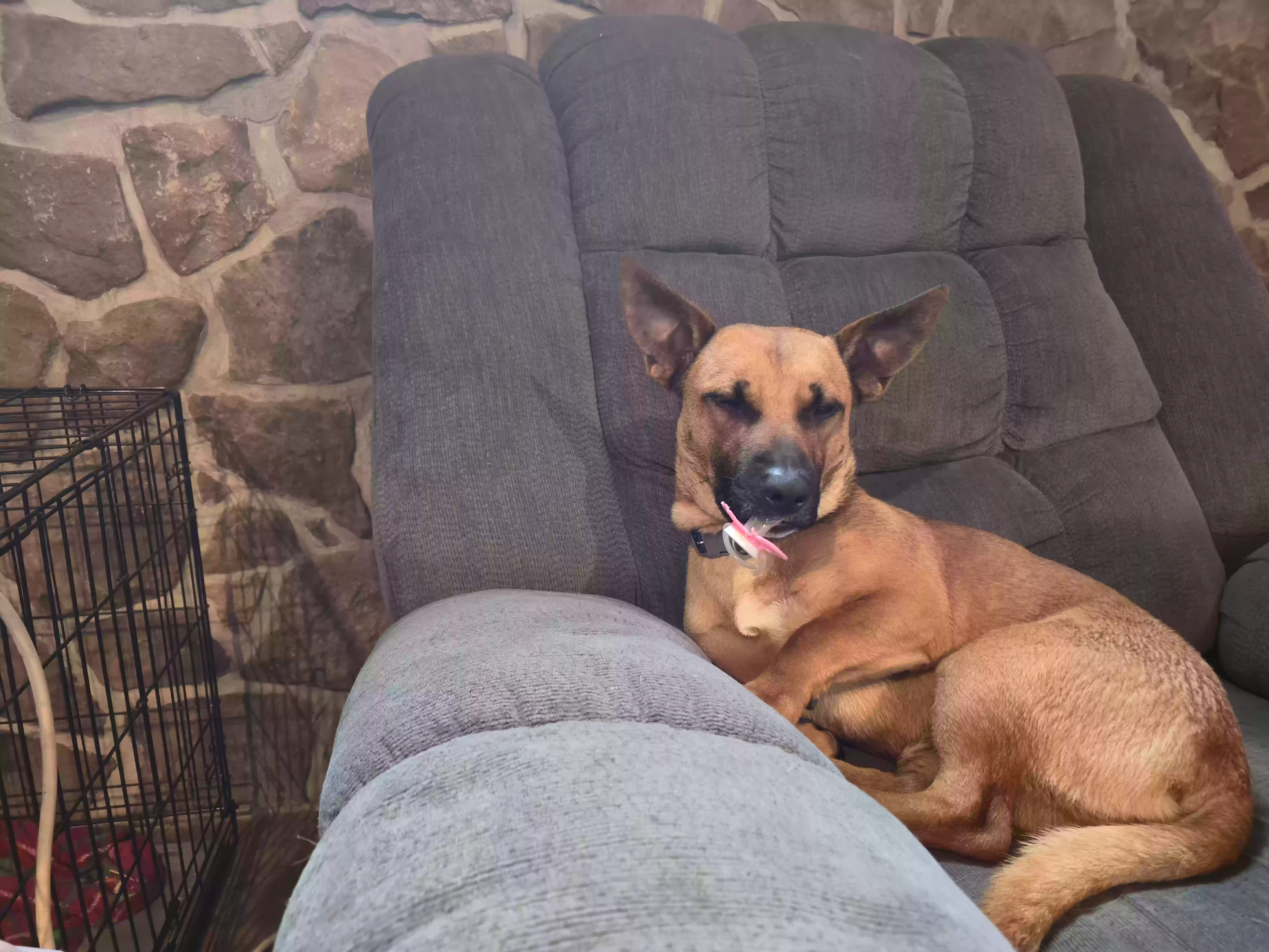 adoptable Dog in Binghamton,NY named