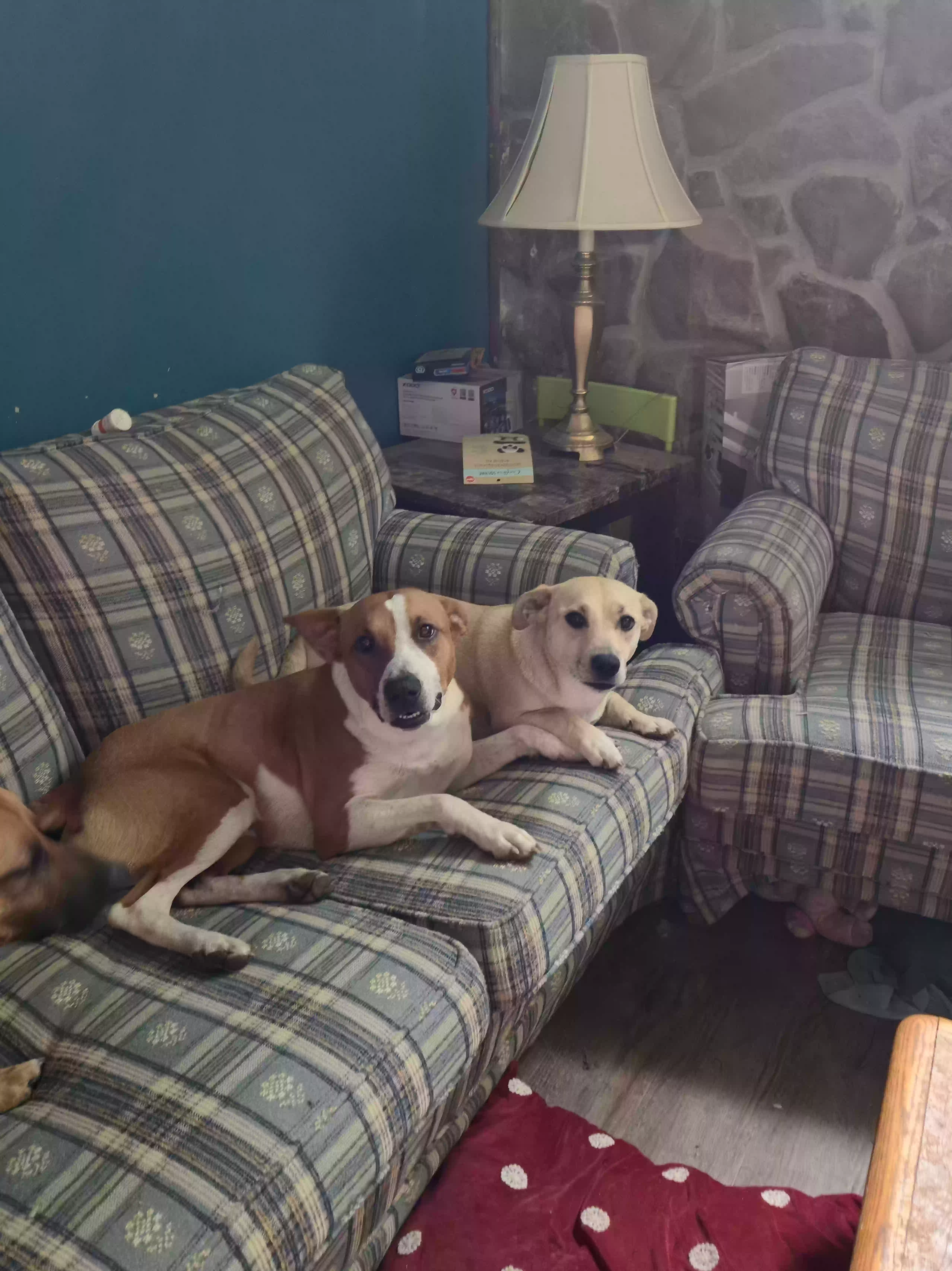 adoptable Dog in Binghamton,NY named