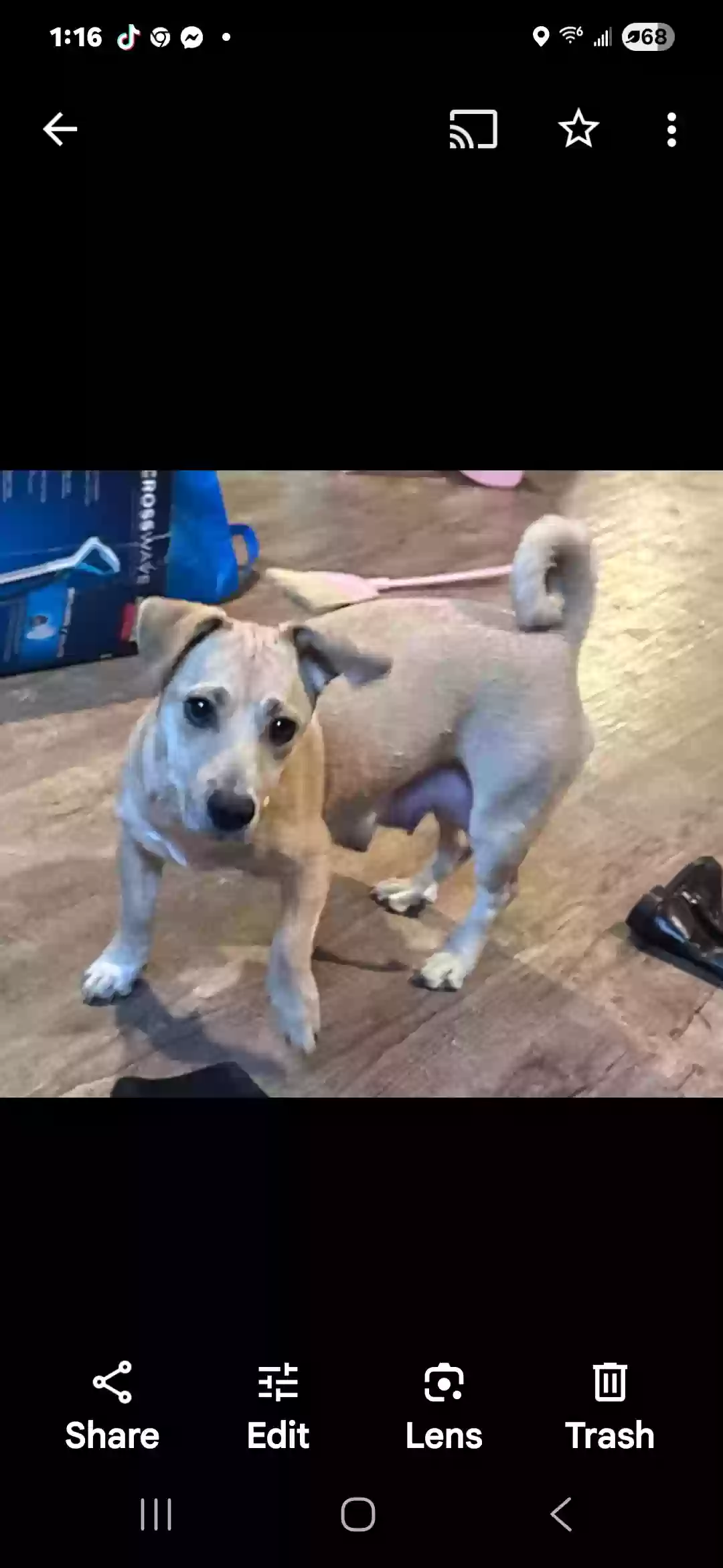 adoptable Dog in Binghamton,NY named