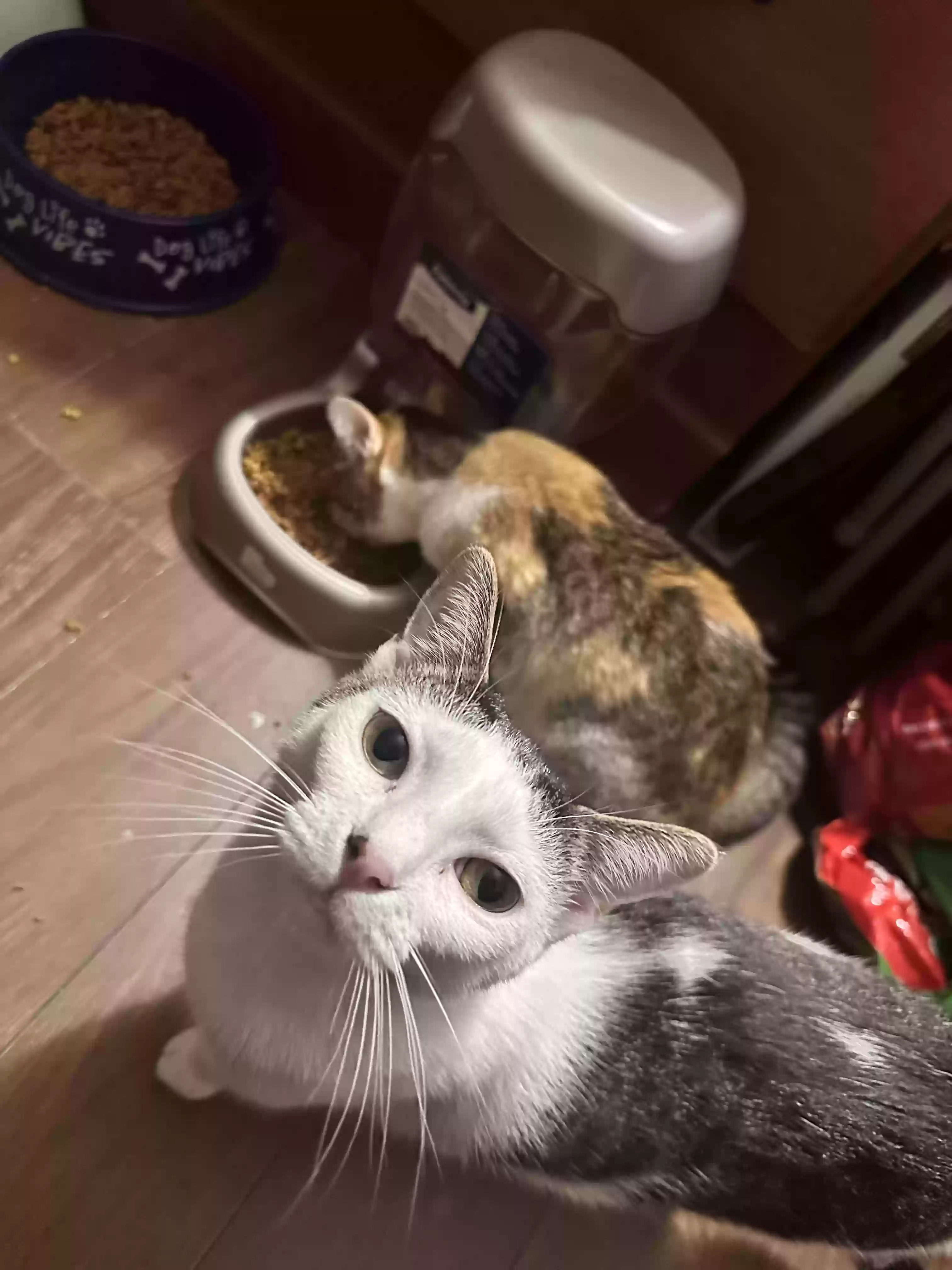 adoptable Cat in Dallas,GA named Karma, Uno, Piggy