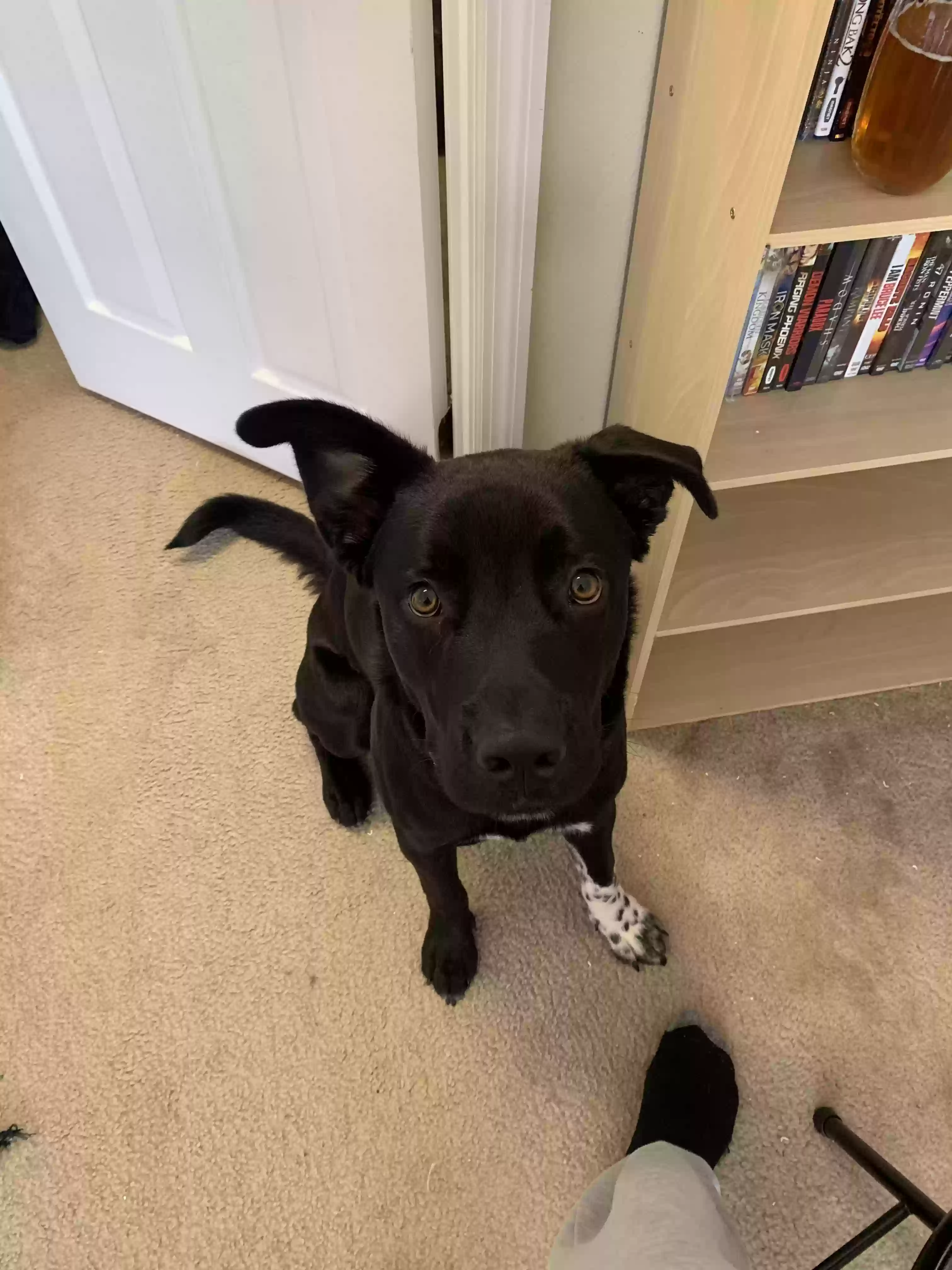 adoptable Dog in Windermere,FL named Jax