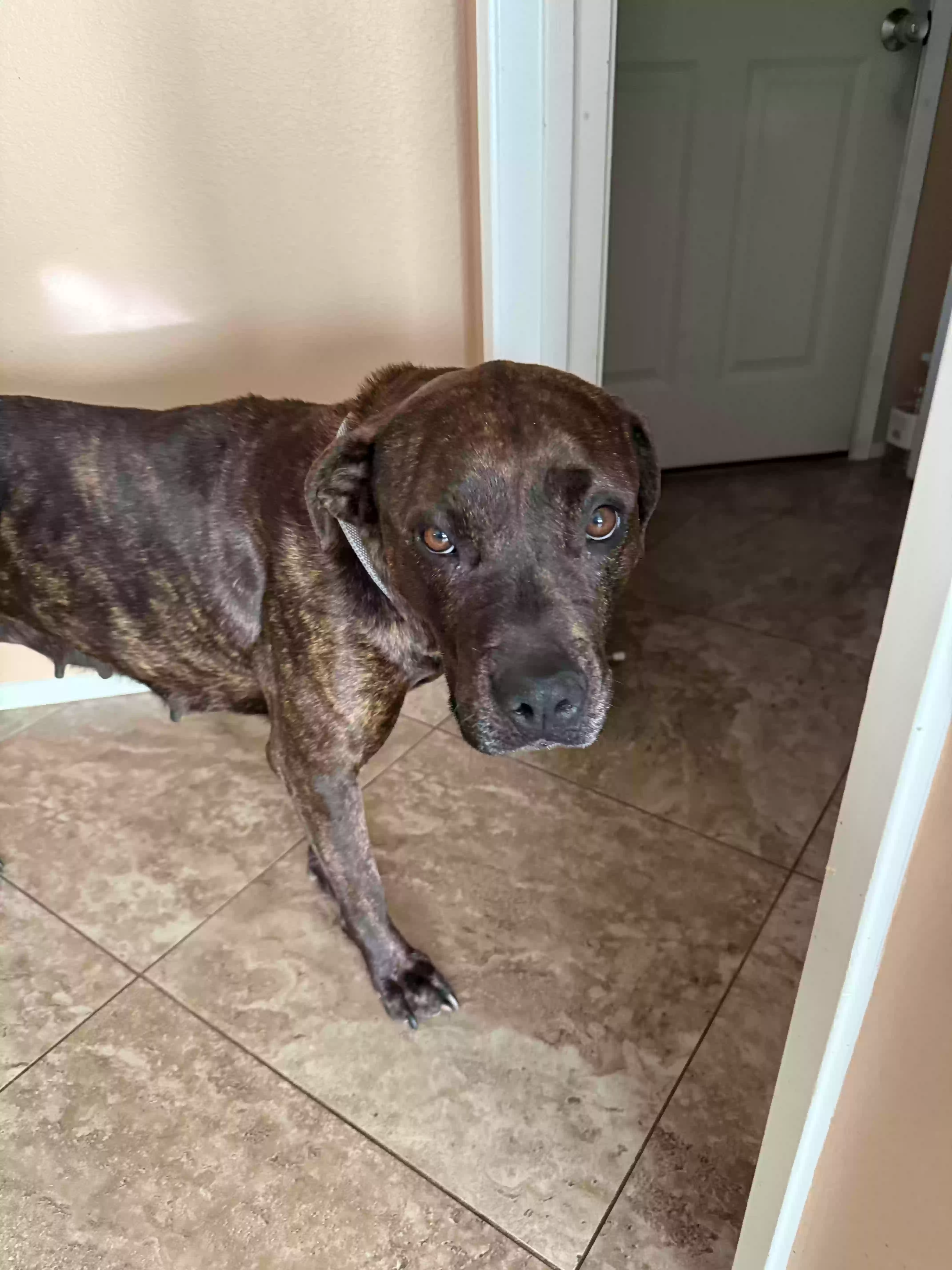 adoptable Dog in Desert Hot Springs,CA named 