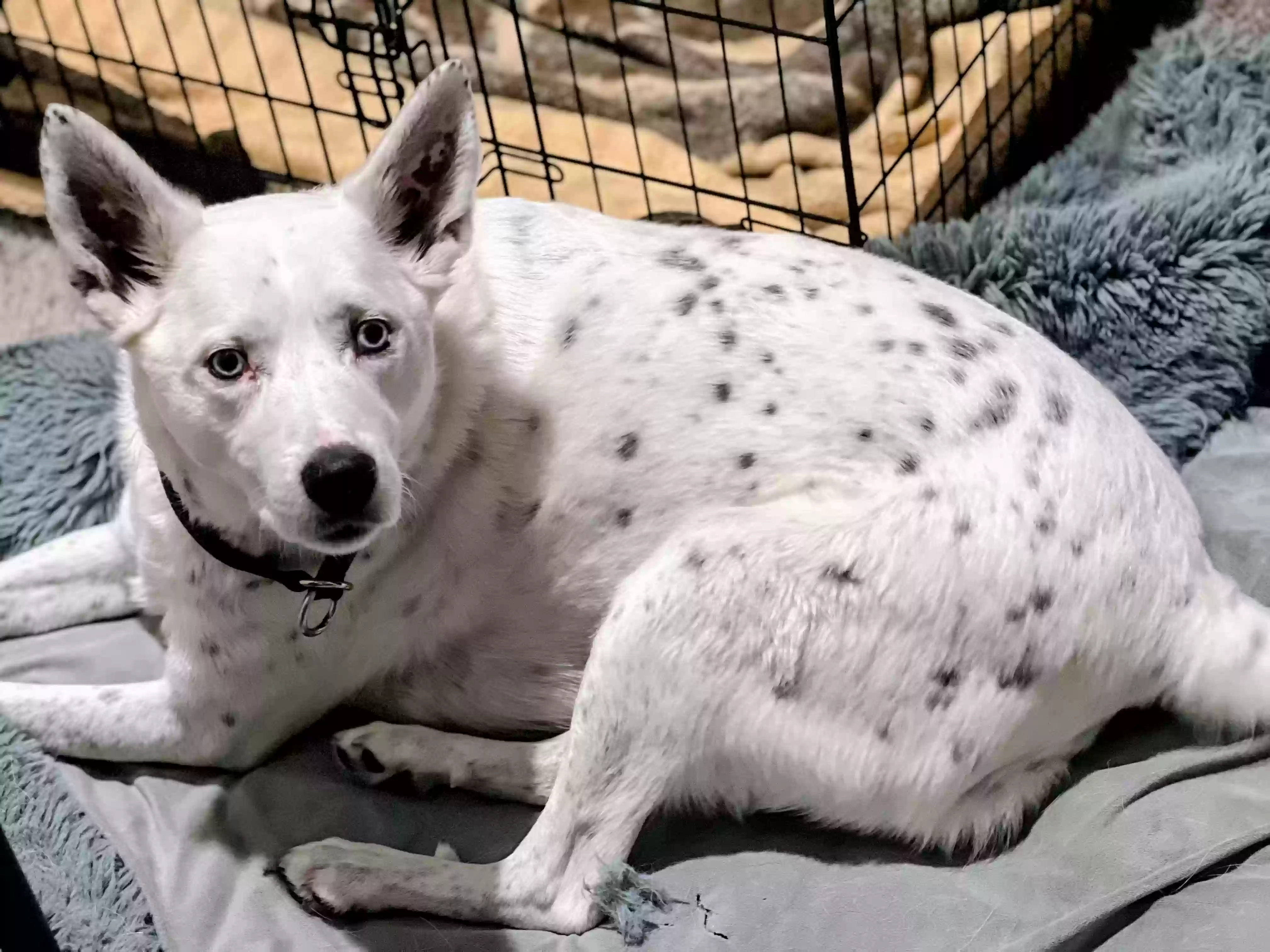 adoptable Dog in Sanger,TX named Casper