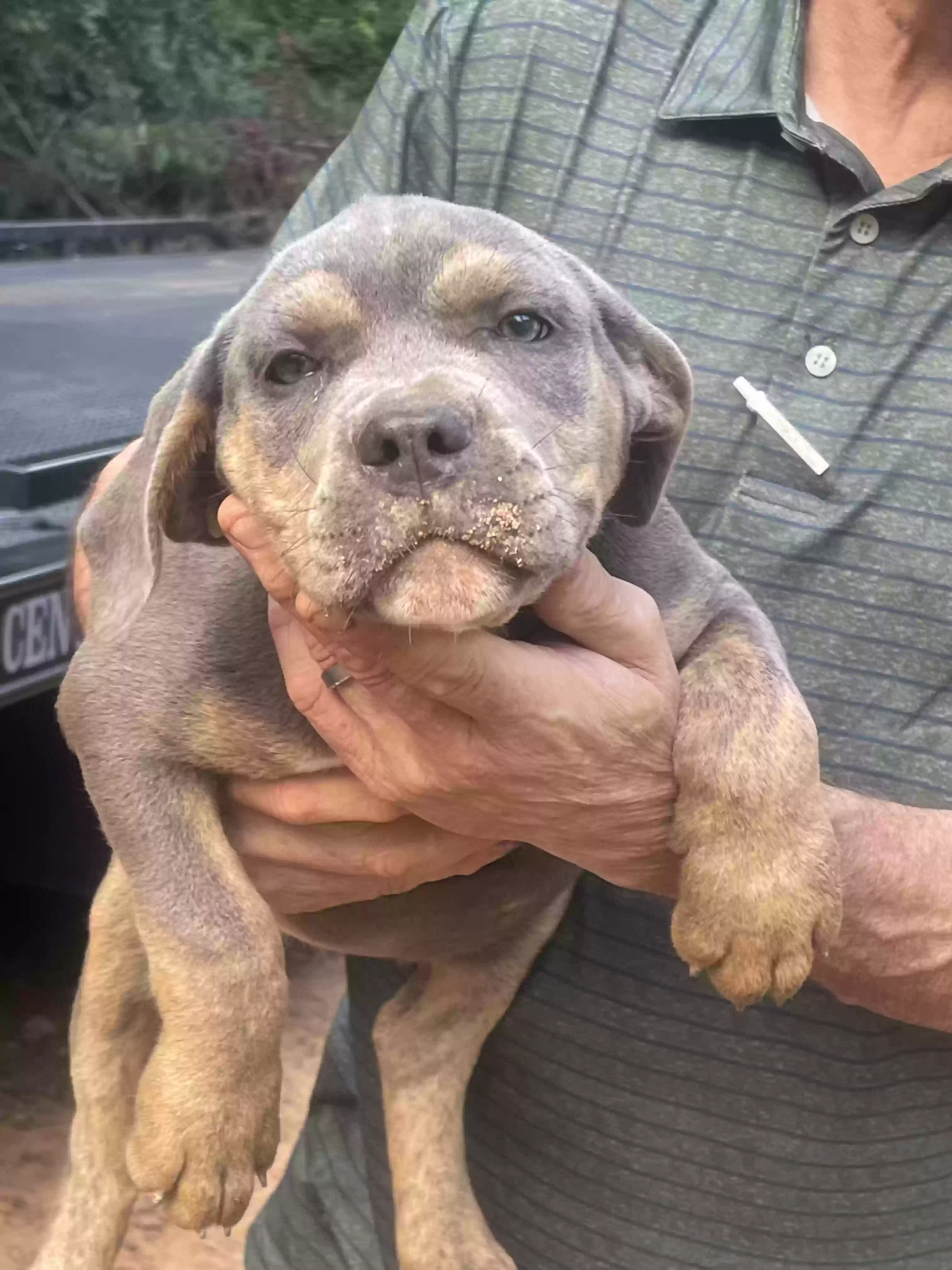 adoptable Dog in Milledgeville,GA named Just calling her smokey