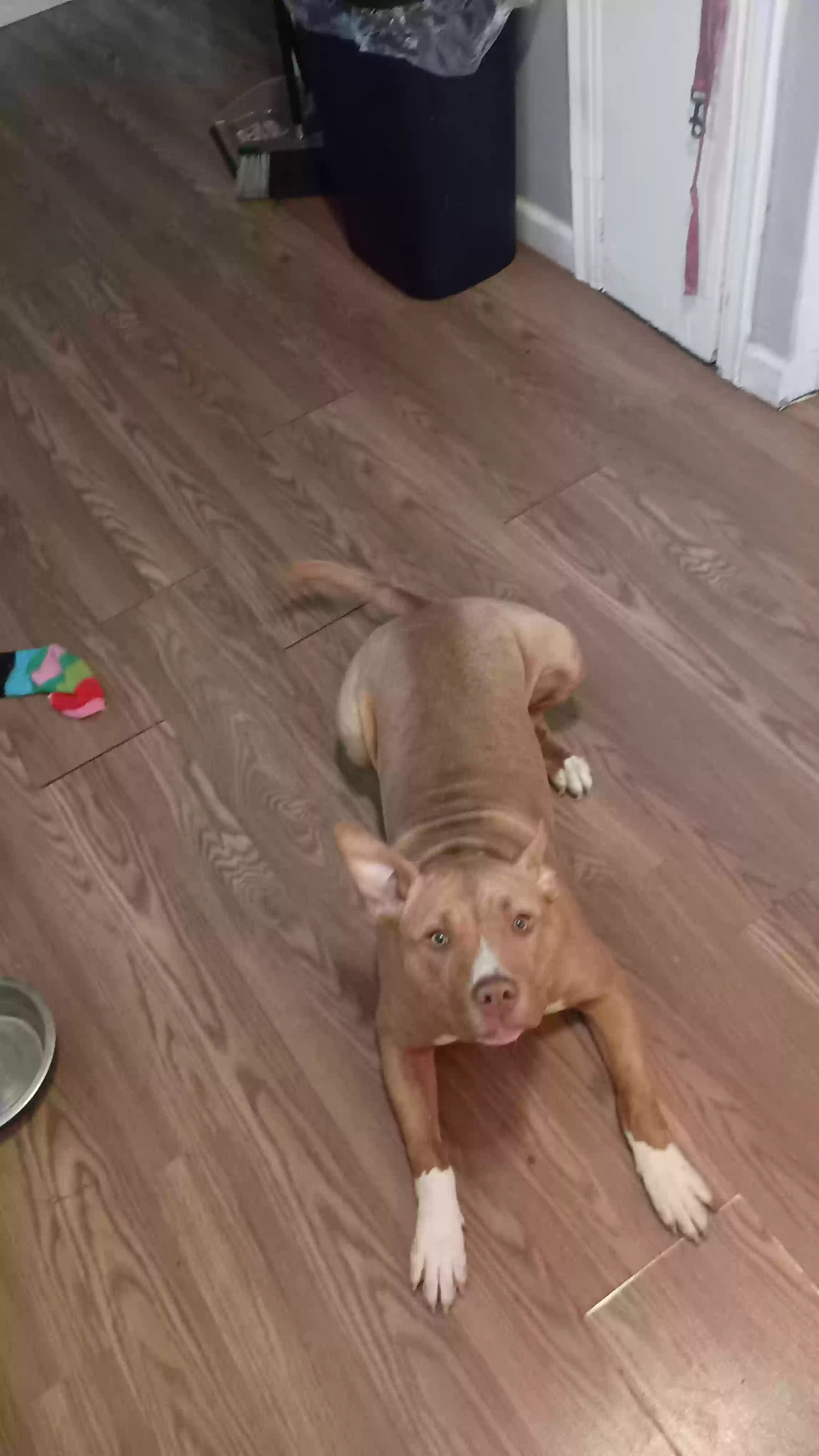 adoptable Dog in Detroit,MI named Bella