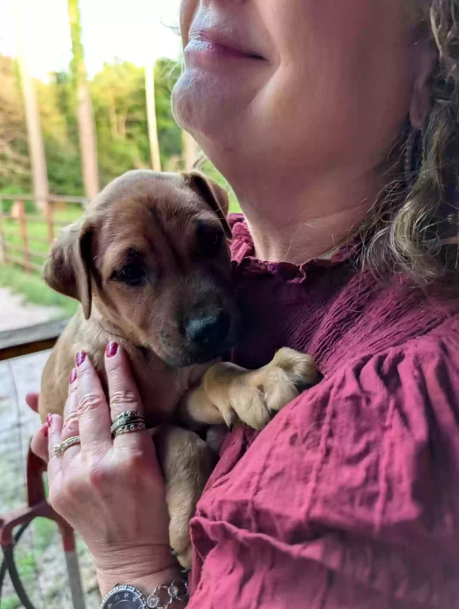 adoptable Dog in Lindale,TX named