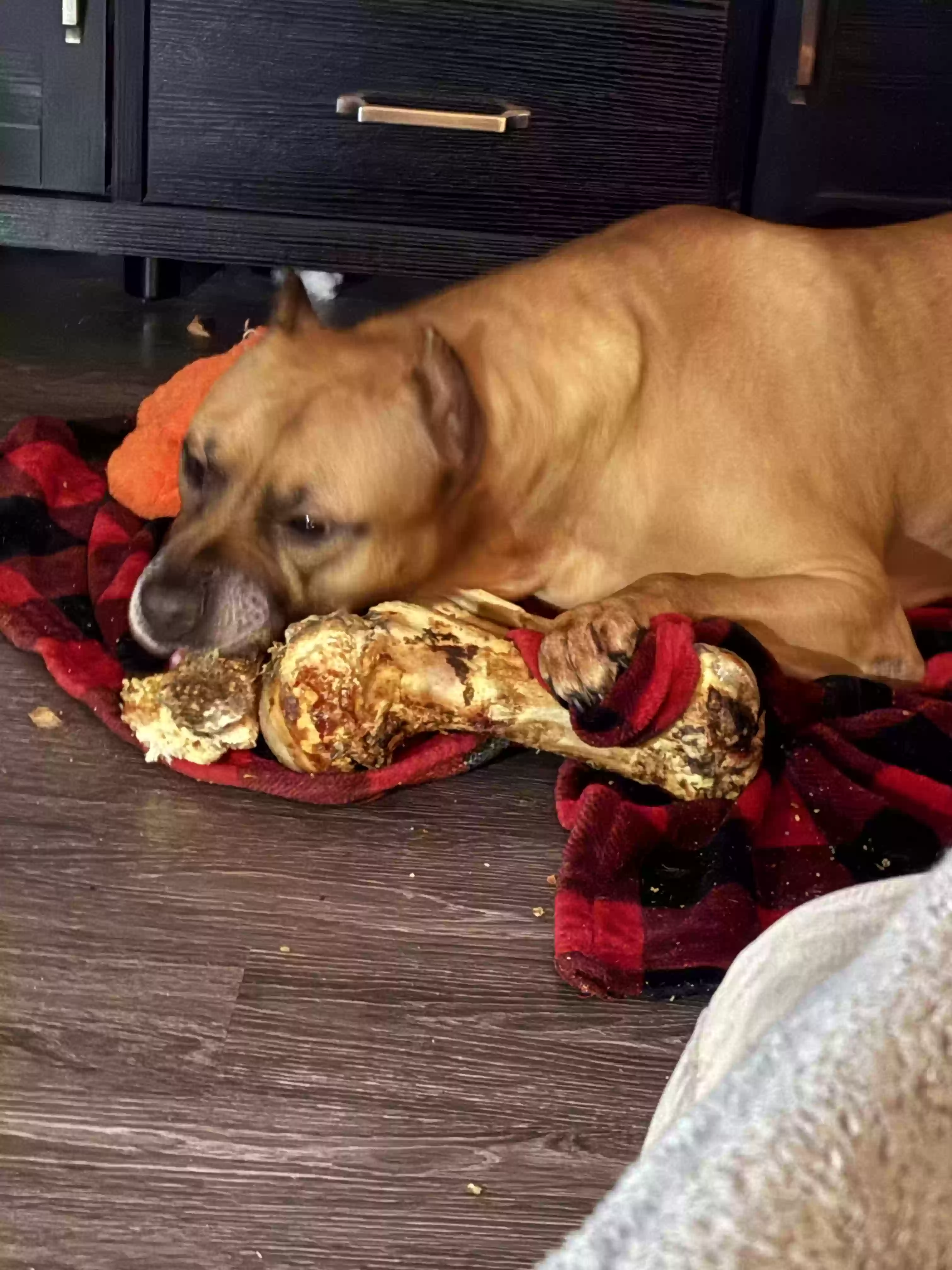 adoptable Dog in Rowlett,TX named Fox