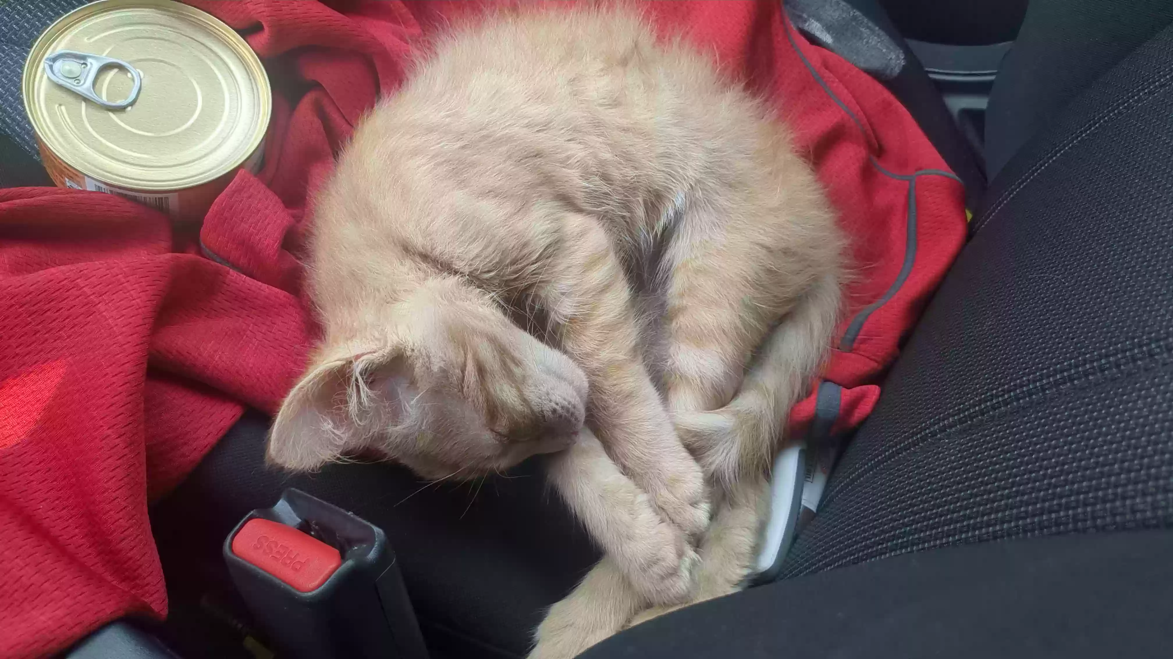 adoptable Cat in Battle Creek,MI named 