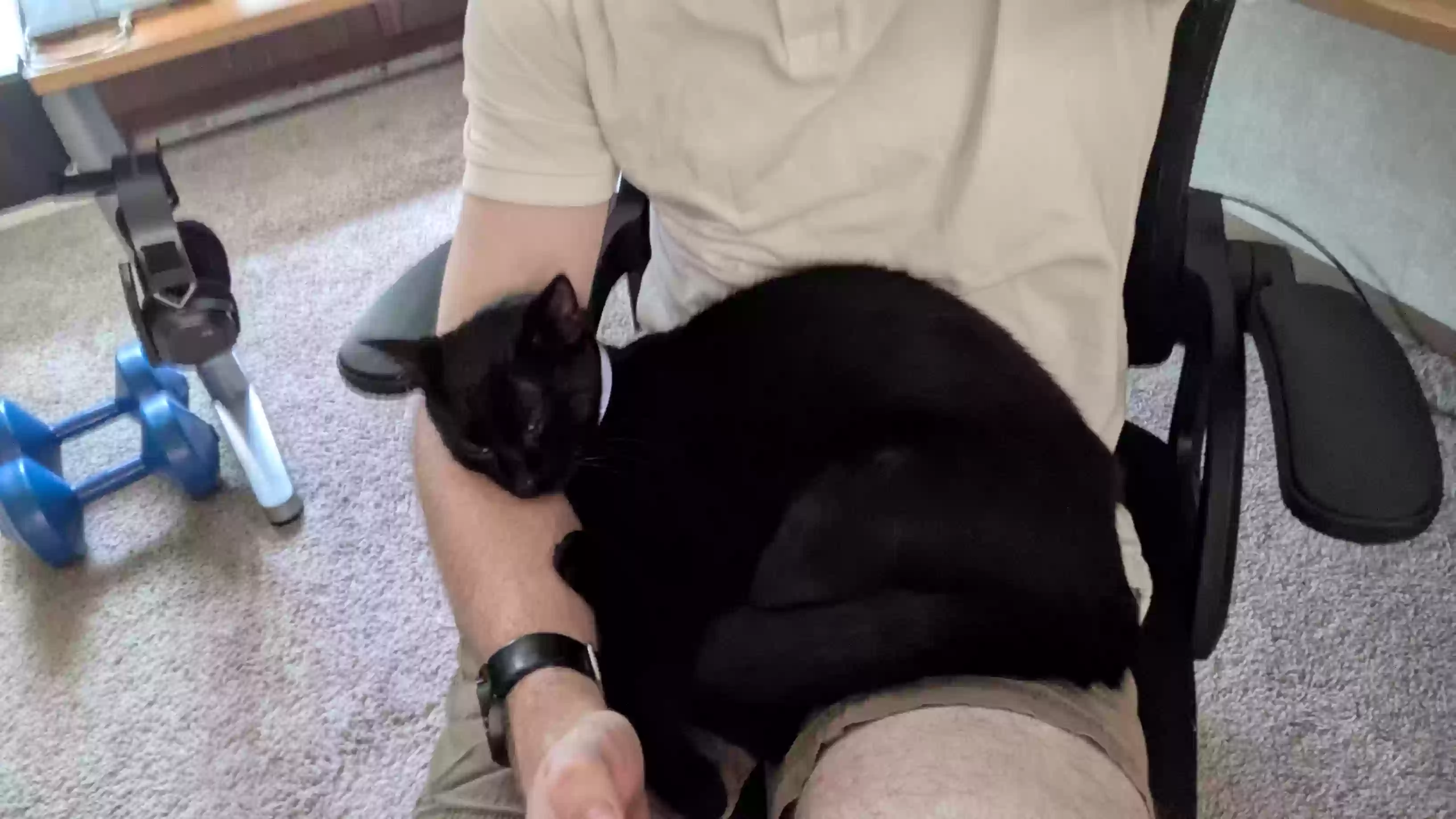 adoptable Cat in Battle Creek,MI named Onyx