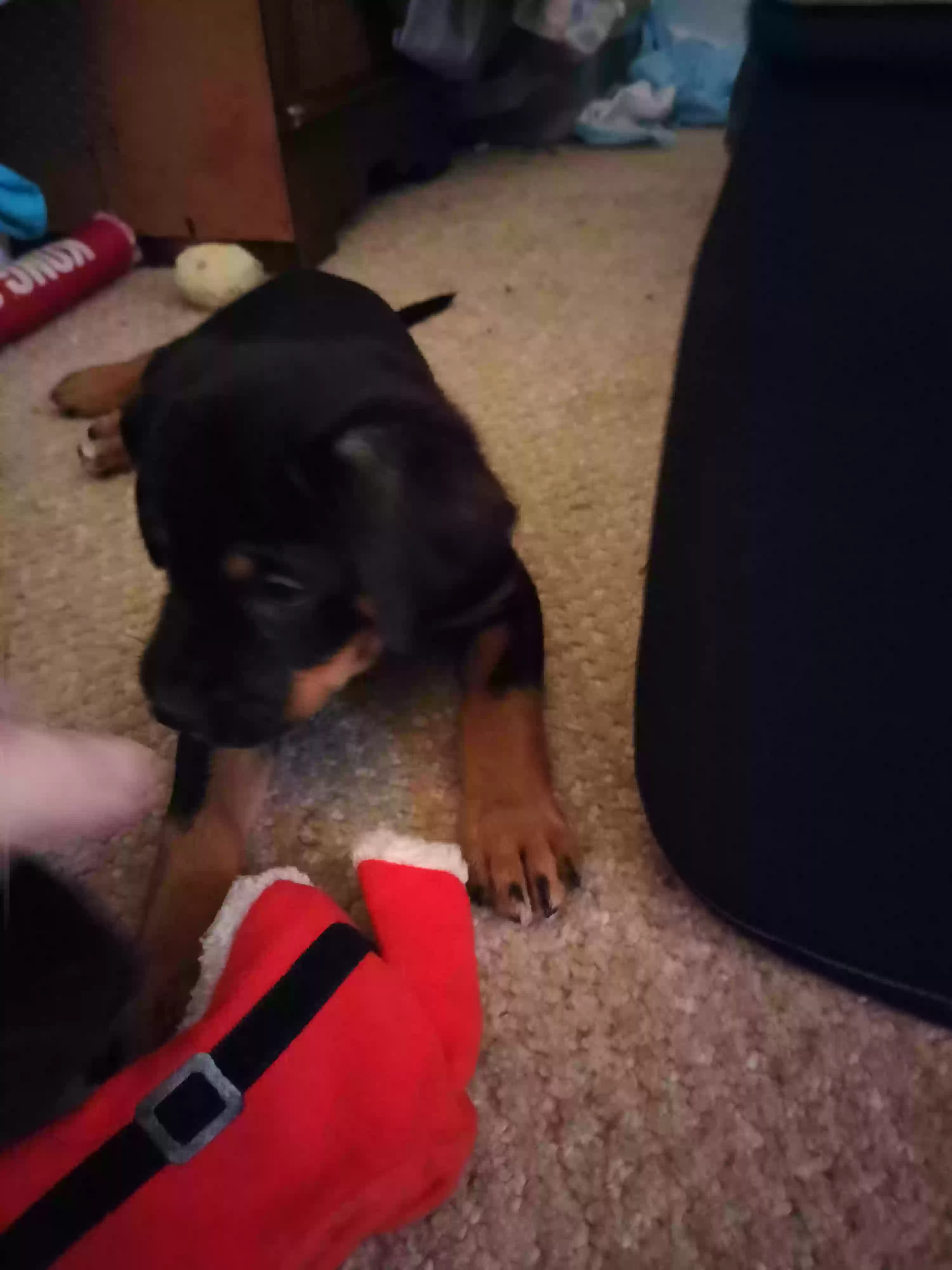 adoptable Dog in Livonia,MI named Blue